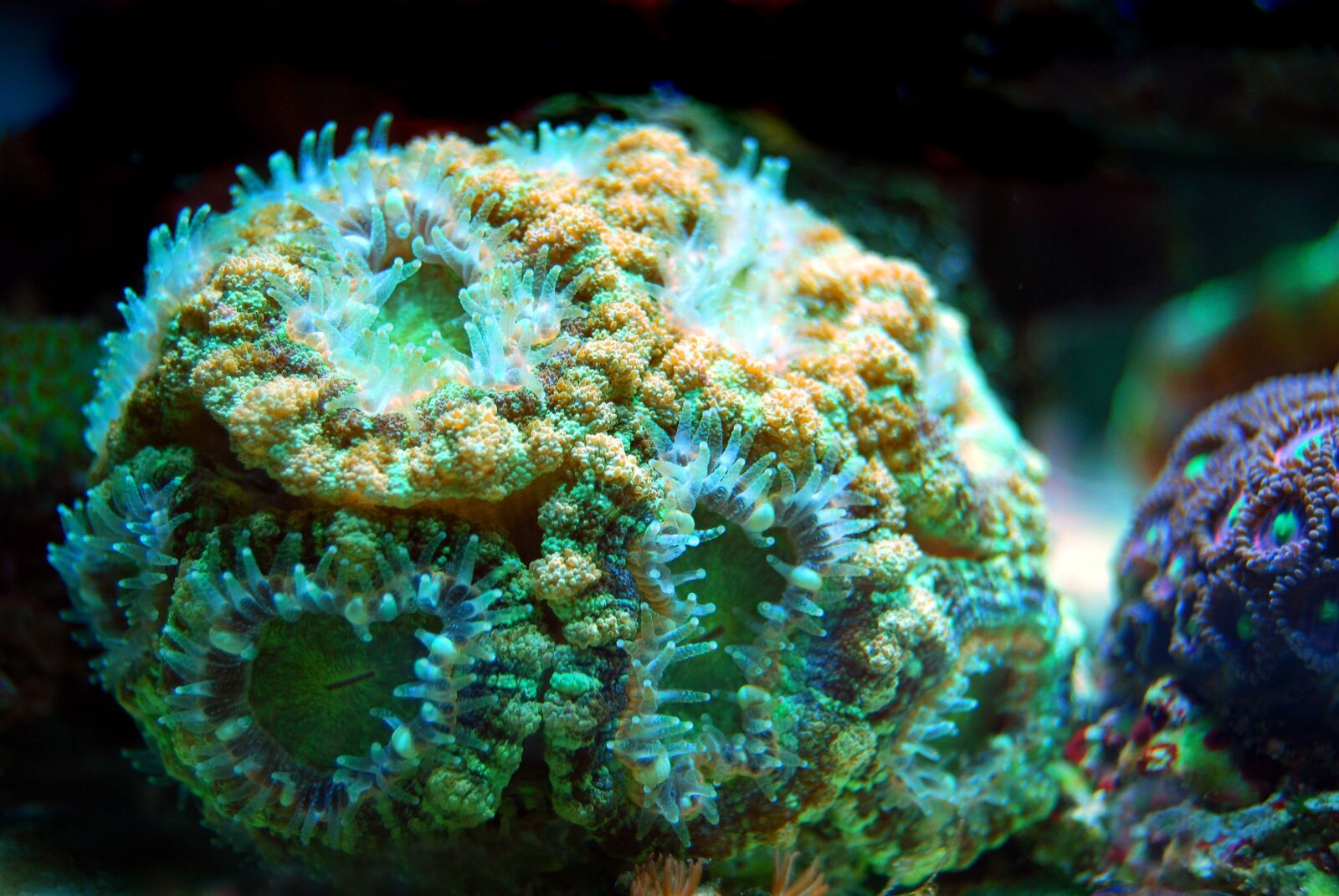 Nikon D40X sample photo. Coral, reef, sea photography