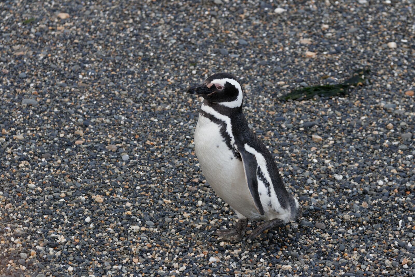 Canon EOS 80D sample photo. Feuerland, argentina, beagle channel photography