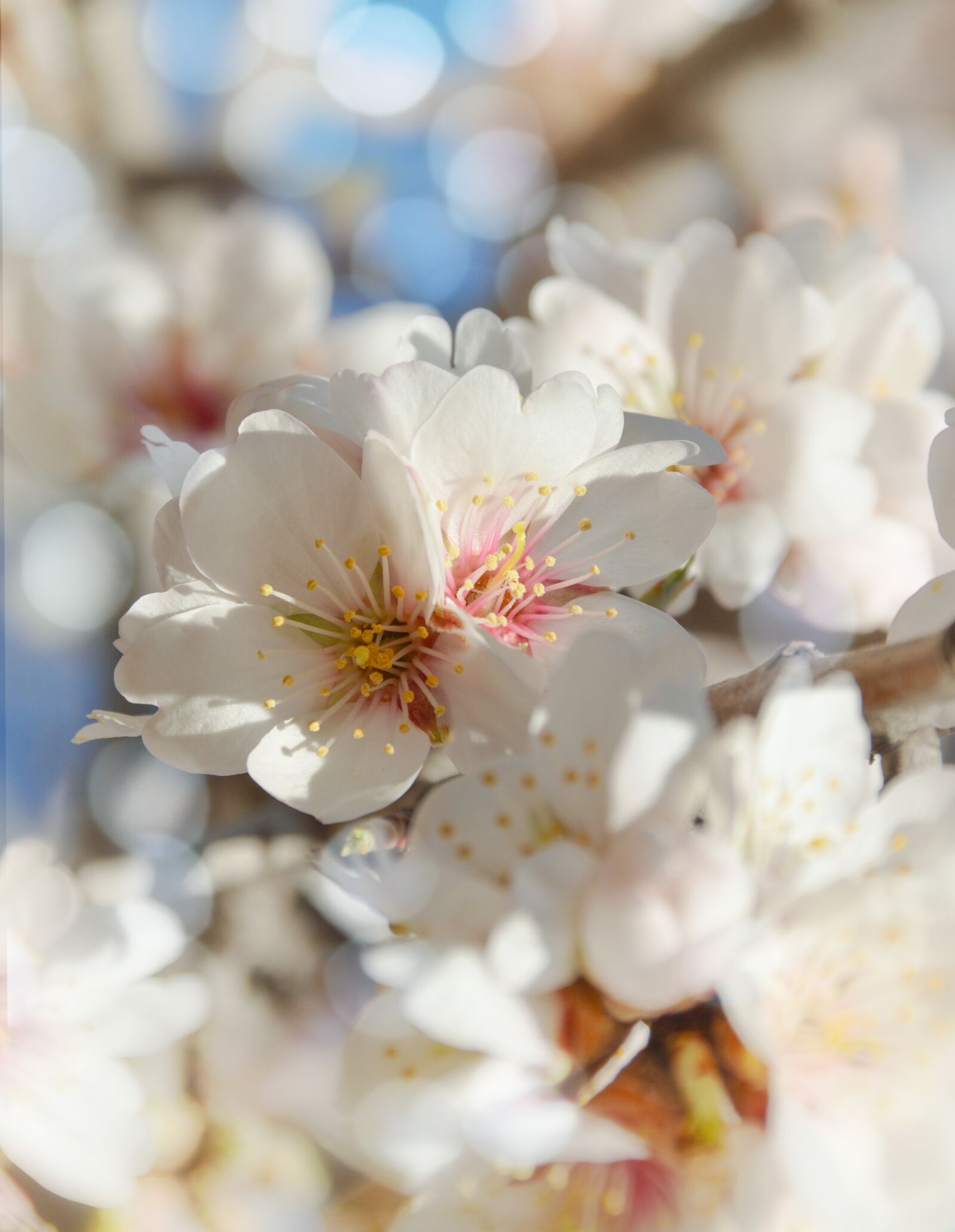 Nikon D3200 sample photo. Nature, blossom, almond photography