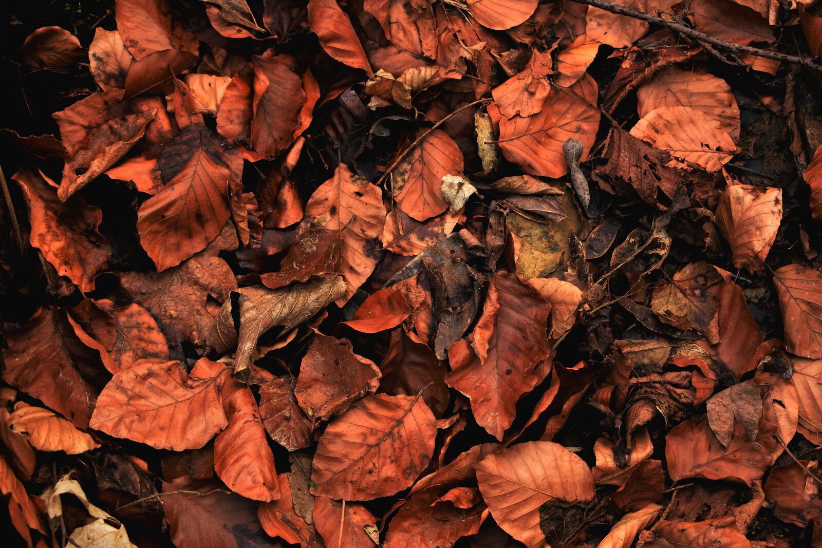 Nikon D3300 sample photo. Autumn, leaves, forest photography