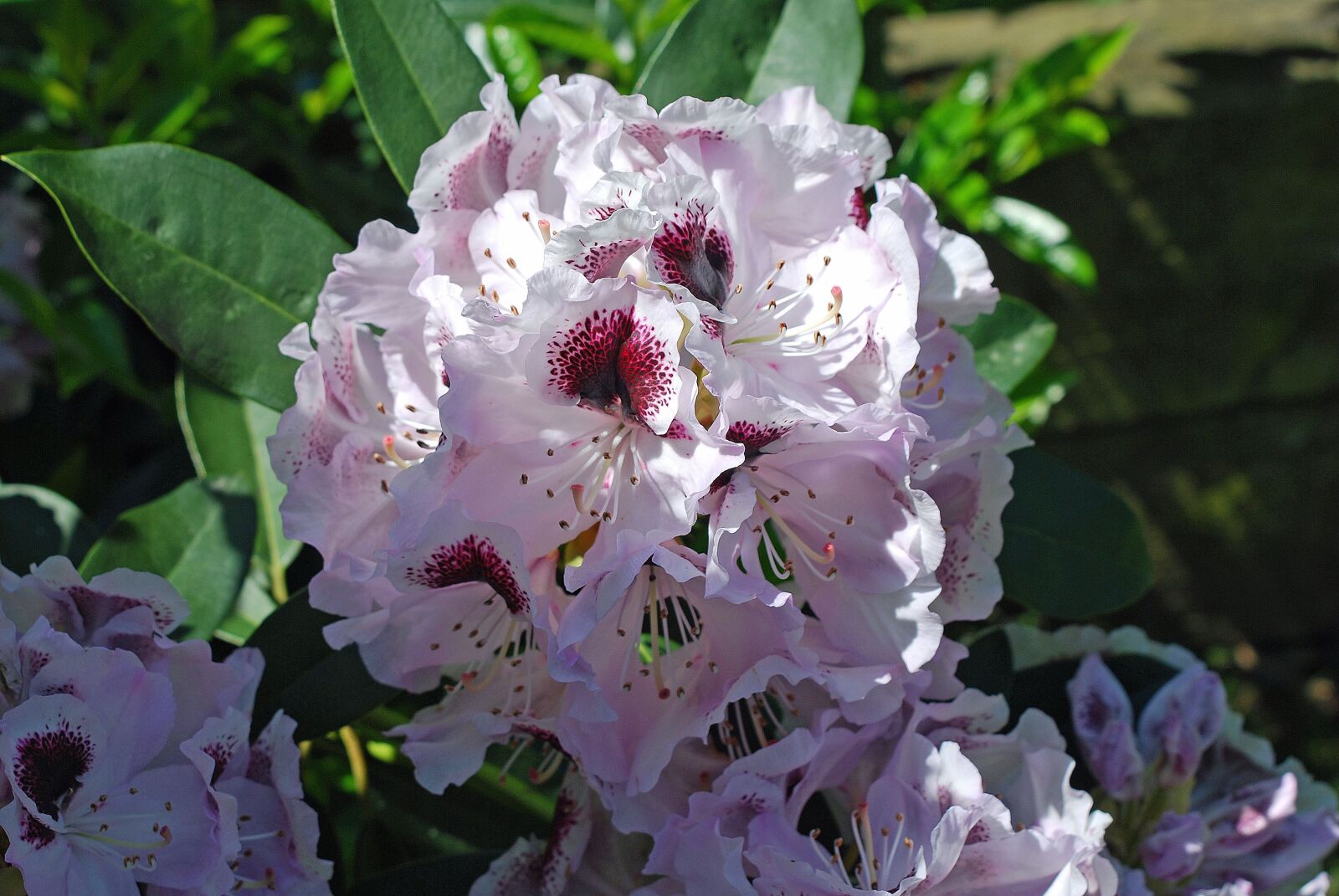 Nikon D80 sample photo. Plant, rhododendron, white photography