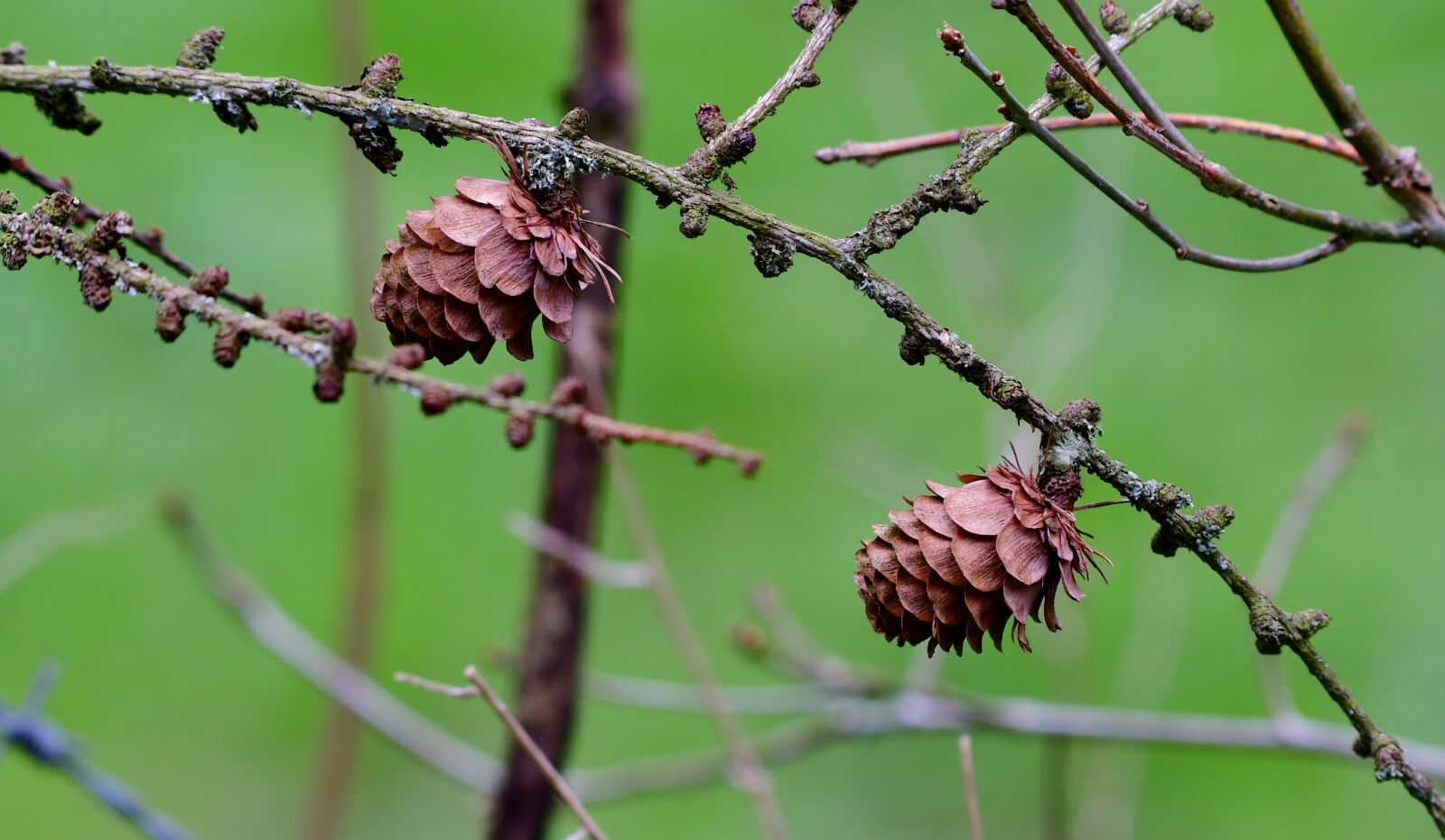 Nikon D500 sample photo. Sprig, pinecones, nature photography