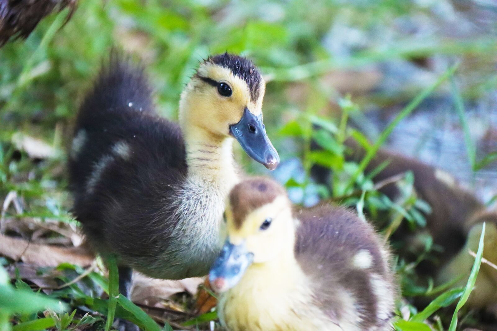 Canon EOS 90D sample photo. Duckling, duck child, duck photography