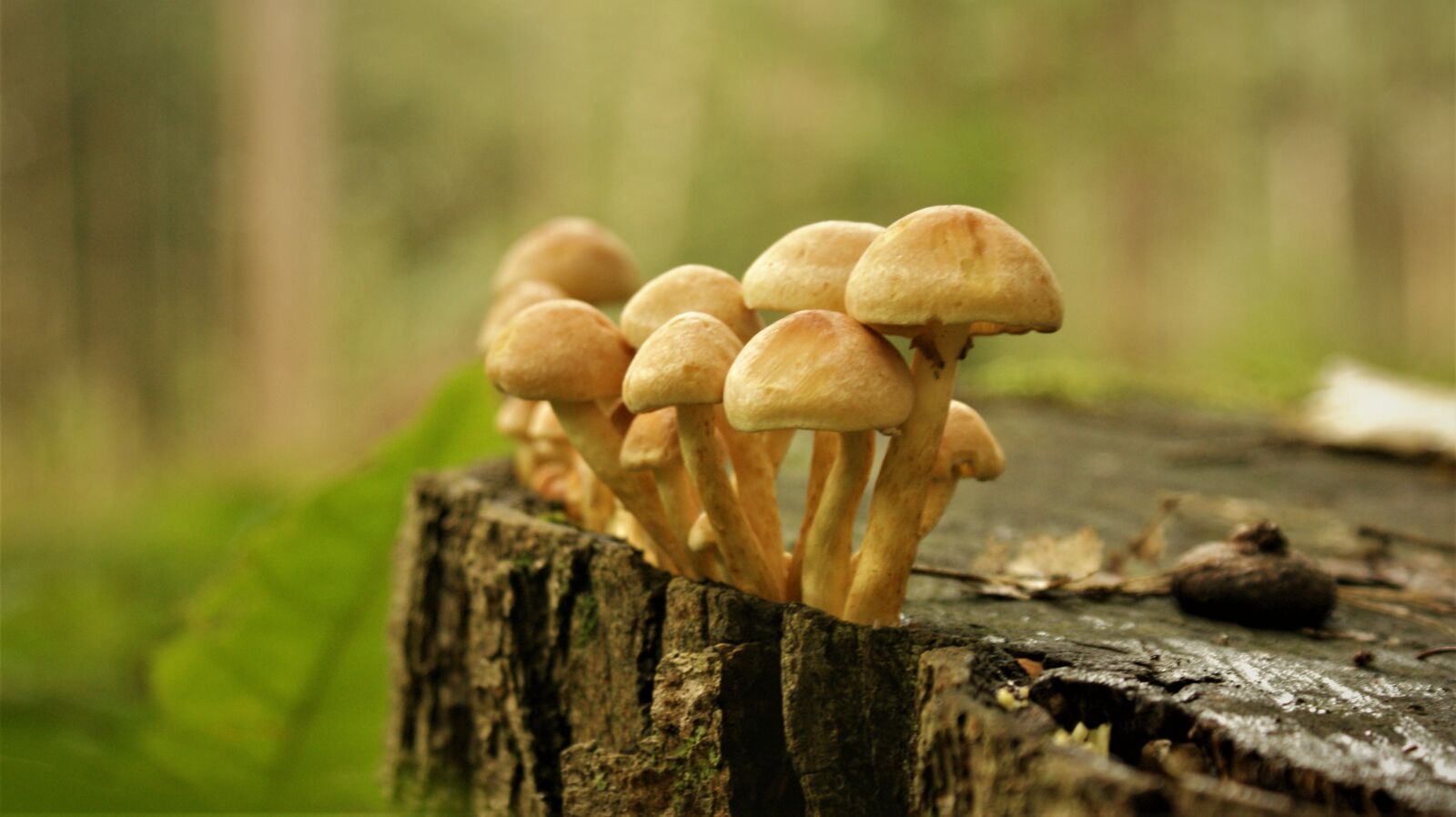 Sony Alpha DSLR-A350 sample photo. Mushrooms, tree stump, together photography