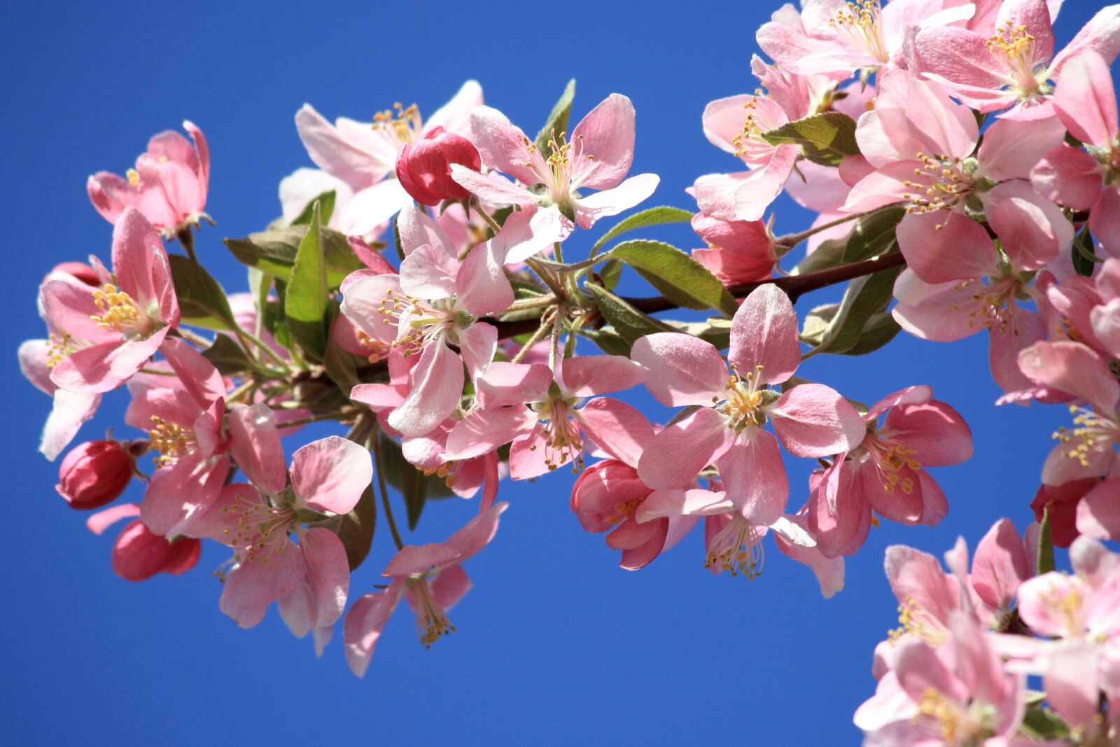 Canon EOS 1000D (EOS Digital Rebel XS / EOS Kiss F) + f/4-5.6 IS II sample photo. Pink, blossoms, spring, branch photography