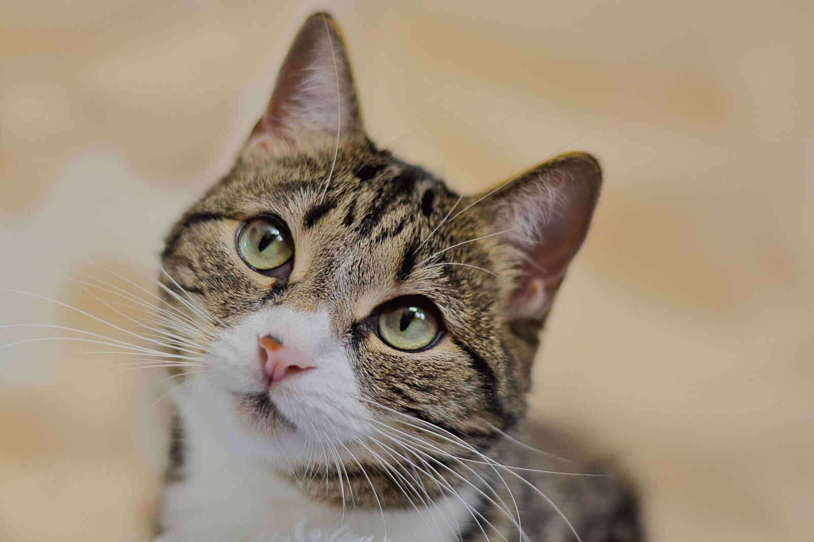Nikon D3100 sample photo. Cat, tabby, close-up photography