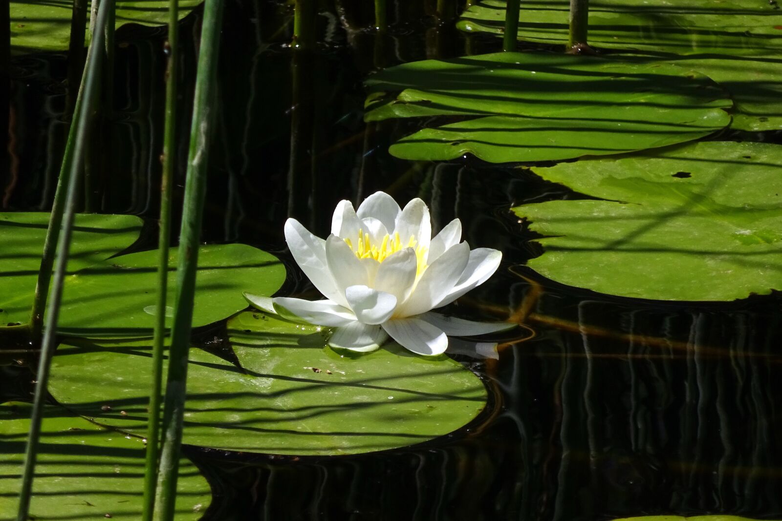 Sony Cyber-shot DSC-WX350 sample photo. Water lily, aquatic plants photography