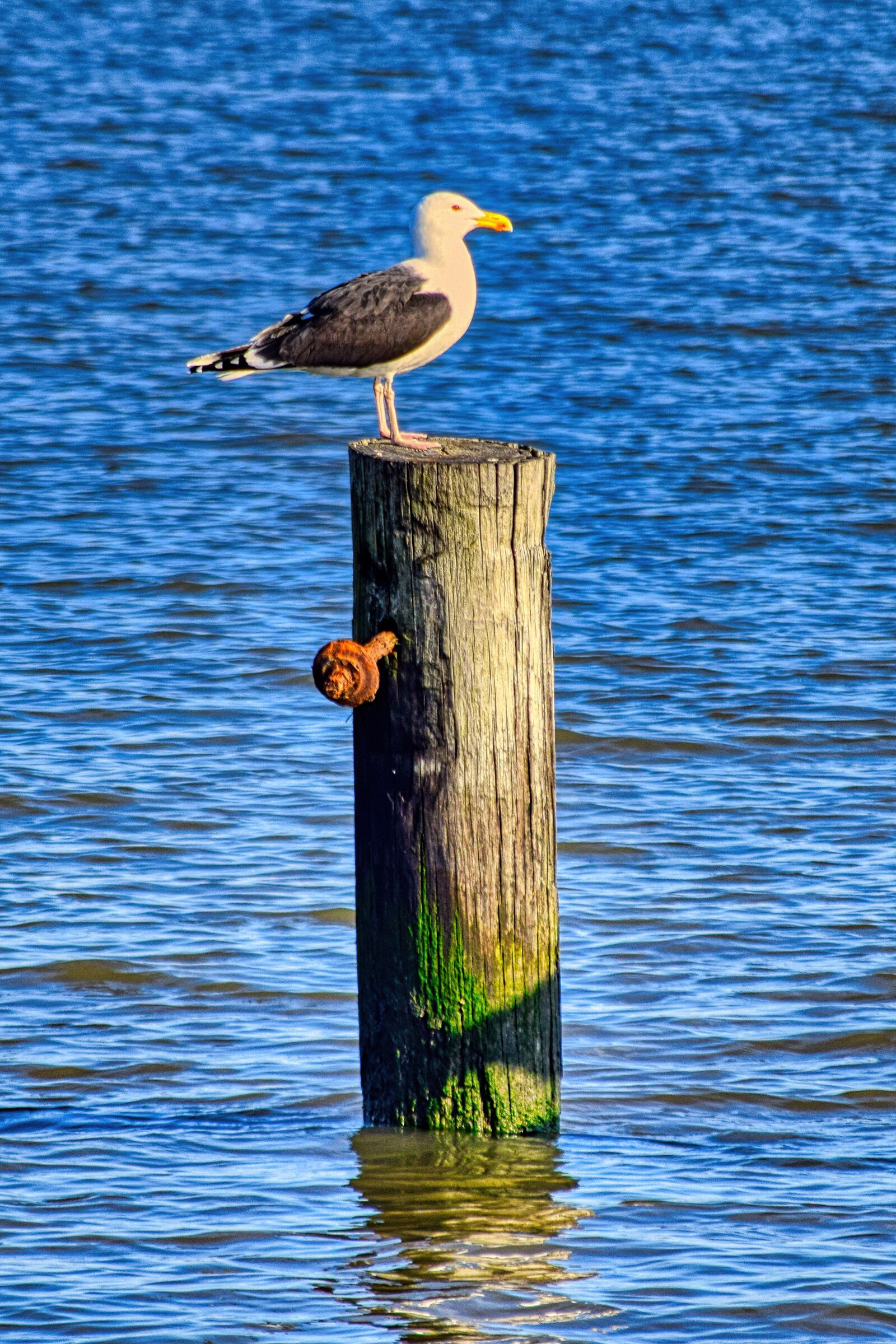 Nikon D3300 sample photo. Seagull, piles, wood photography