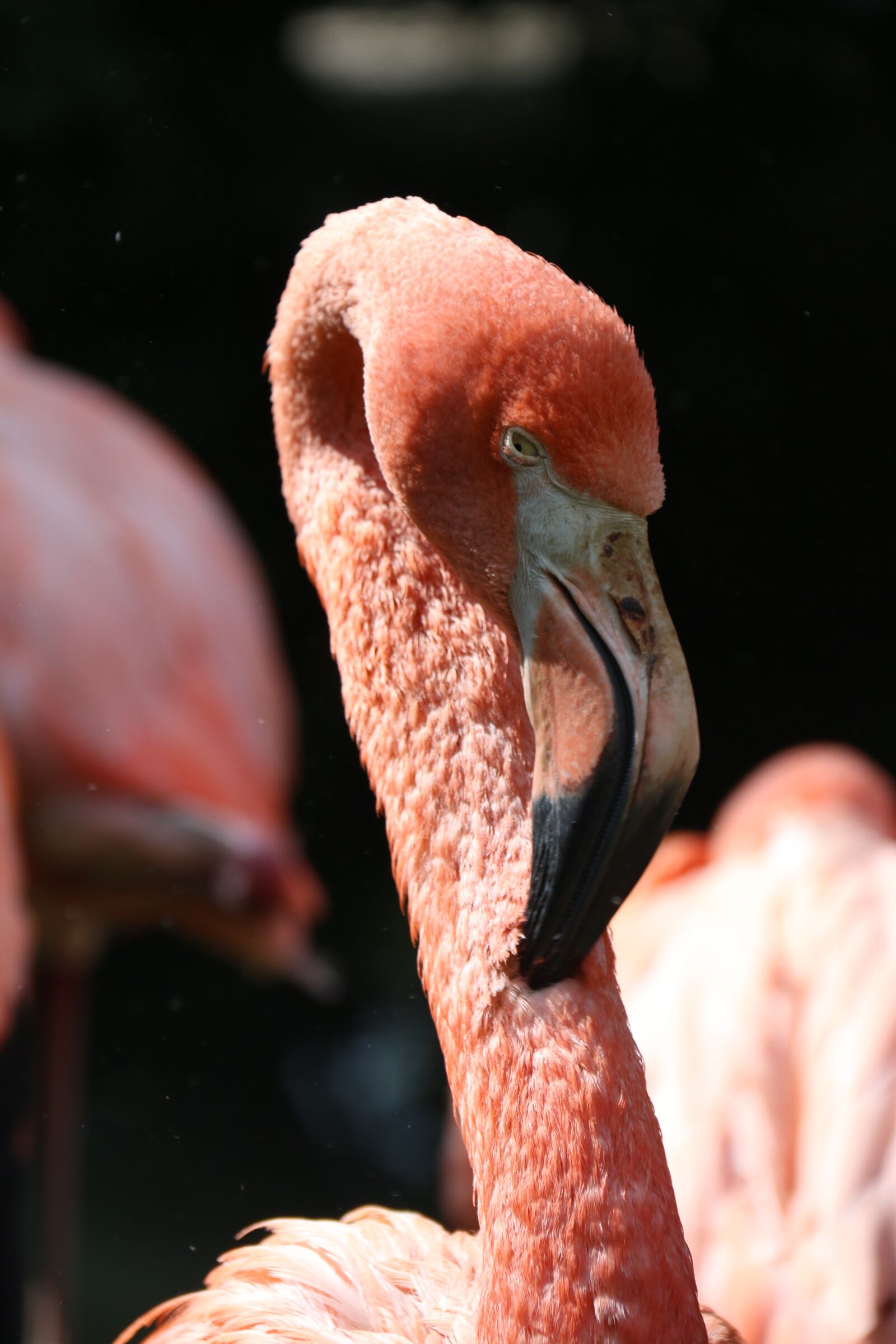 Canon EOS 70D sample photo. Flamingo, pink flamingo, bird photography