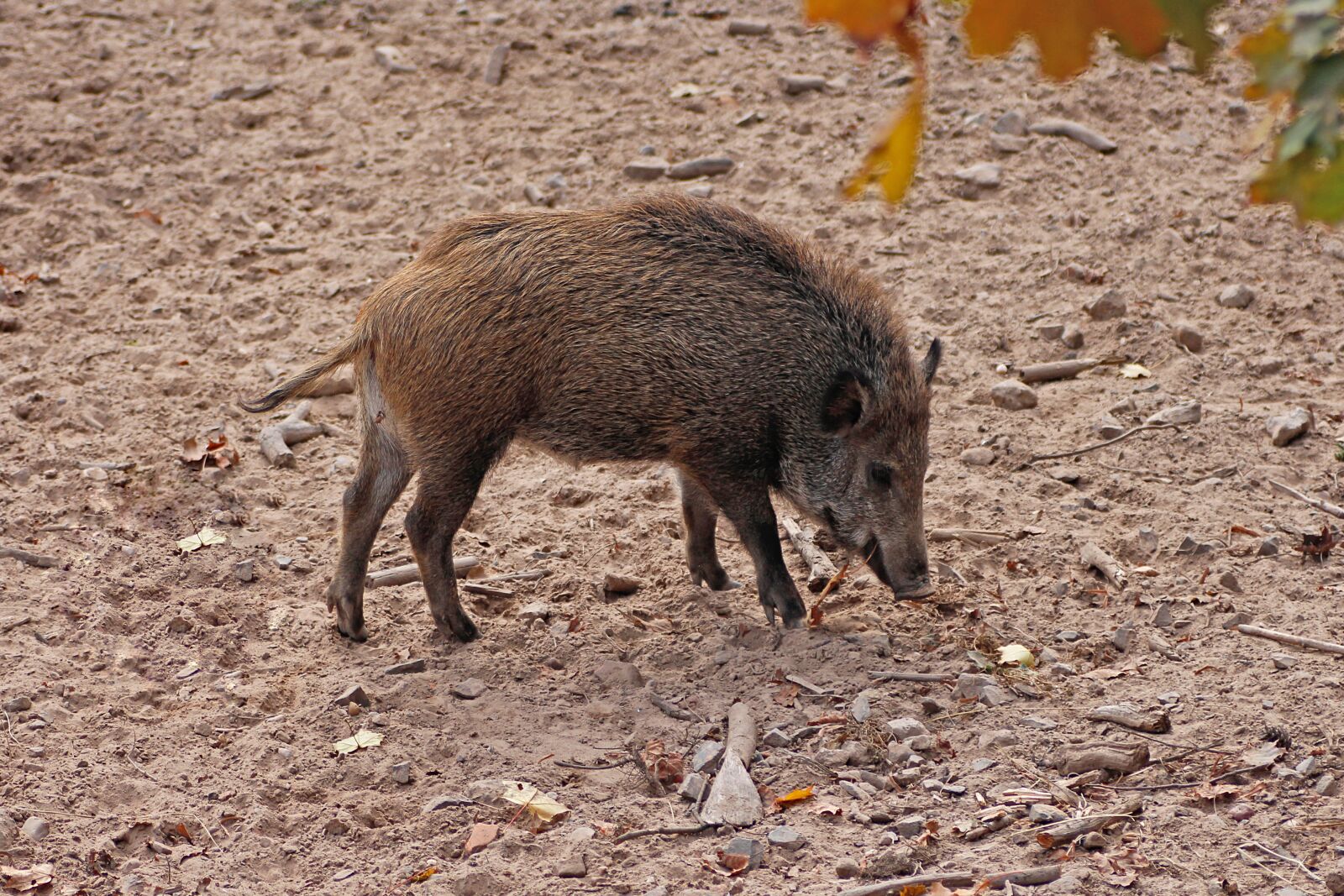 Canon EOS 650D (EOS Rebel T4i / EOS Kiss X6i) sample photo. Boar, young wild boar photography