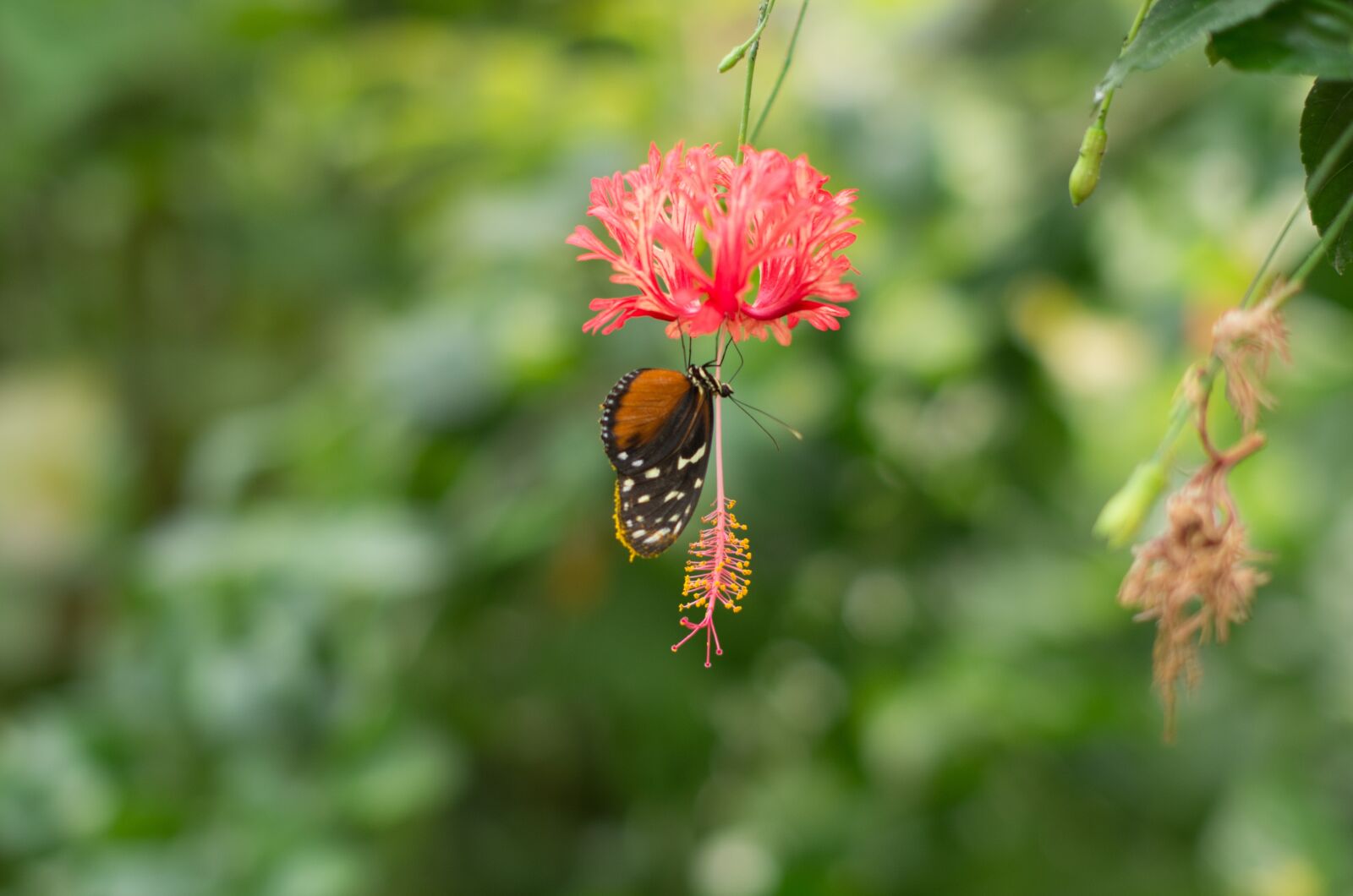Pentax K-5 sample photo. Butterfly, flower, red photography