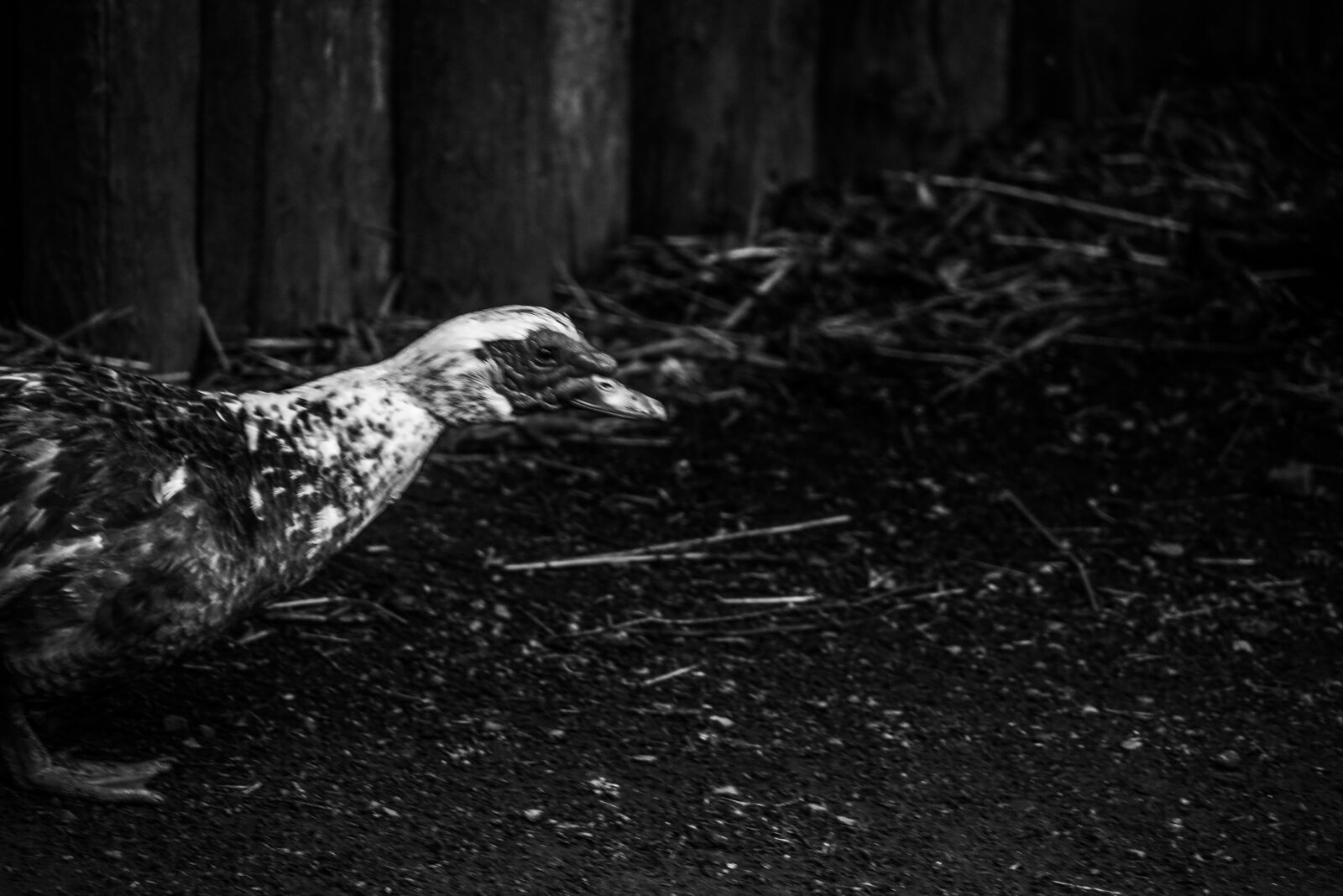 Canon EOS R sample photo. Bird, animal, livestock photography
