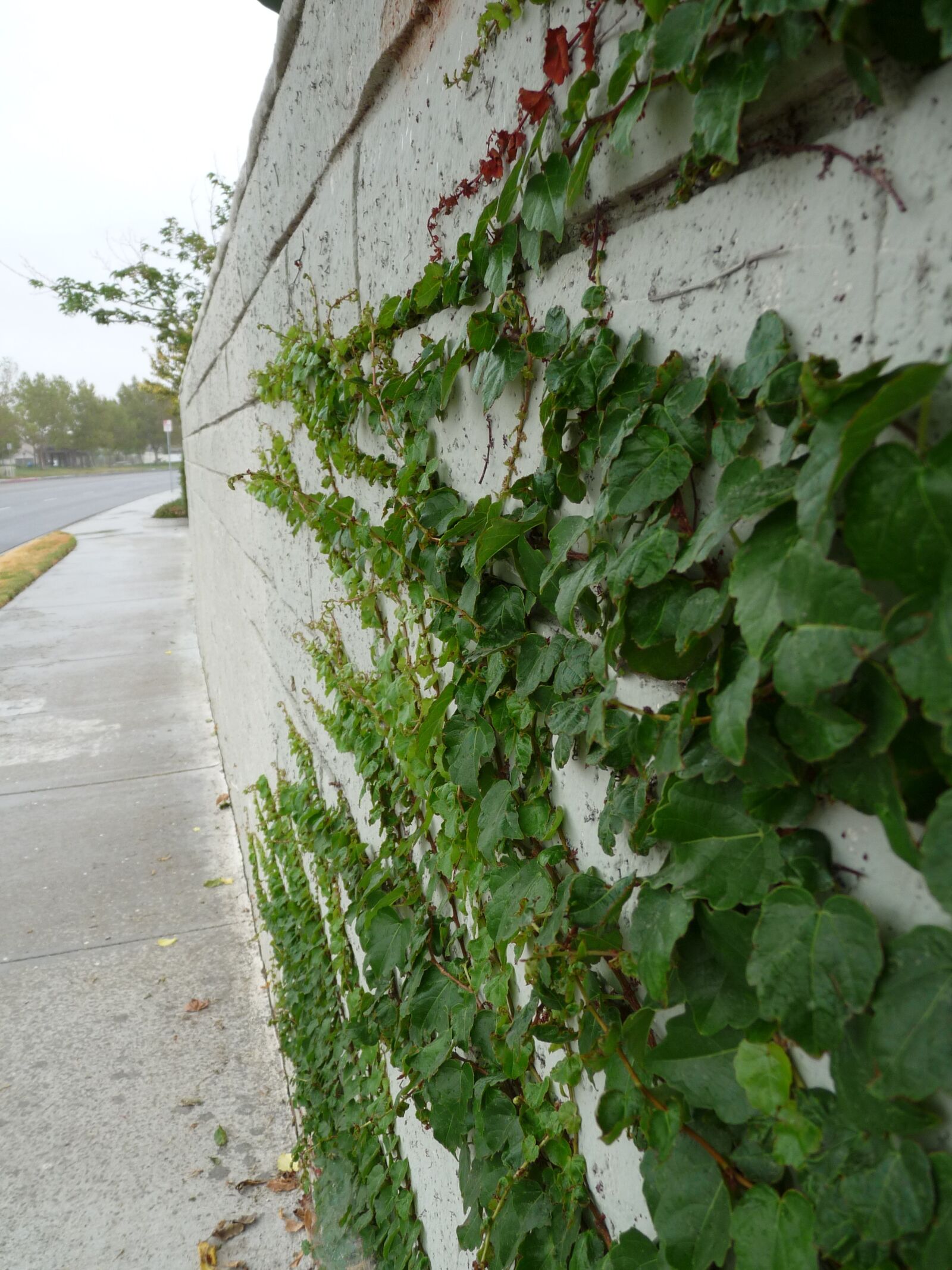 Panasonic Lumix DMC-FZ28 sample photo. Ivy, vines, growing photography