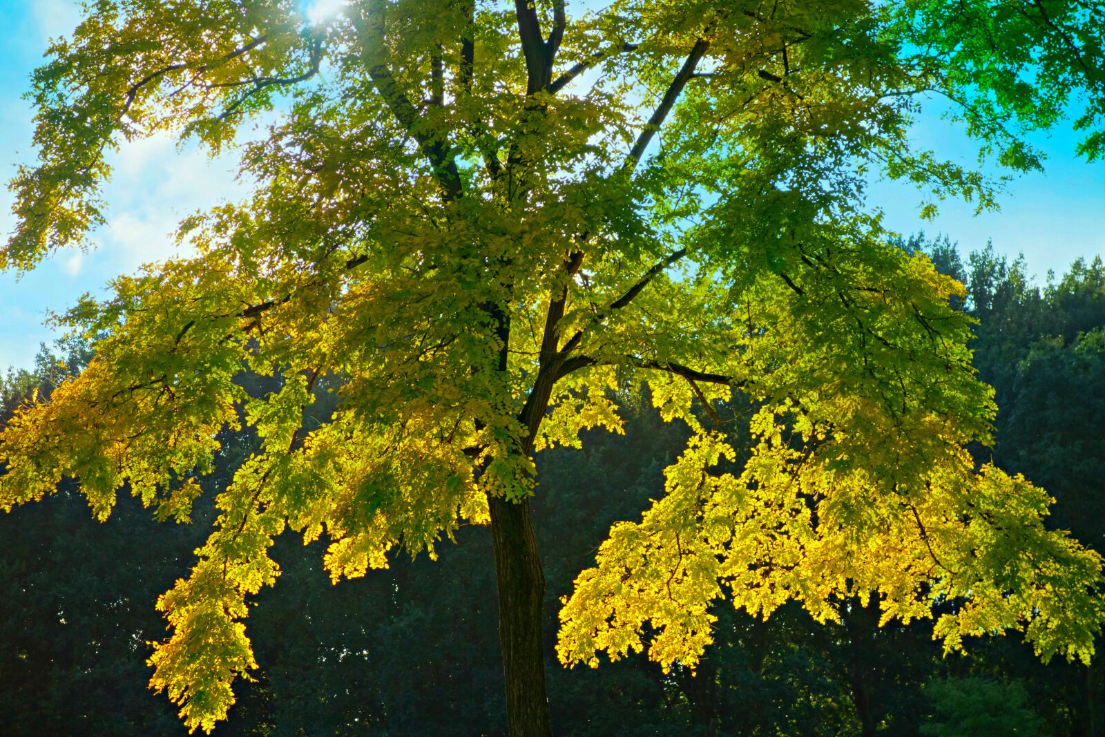 Sony Cyber-shot DSC-RX100 sample photo. Autumn, back, light, foliage photography
