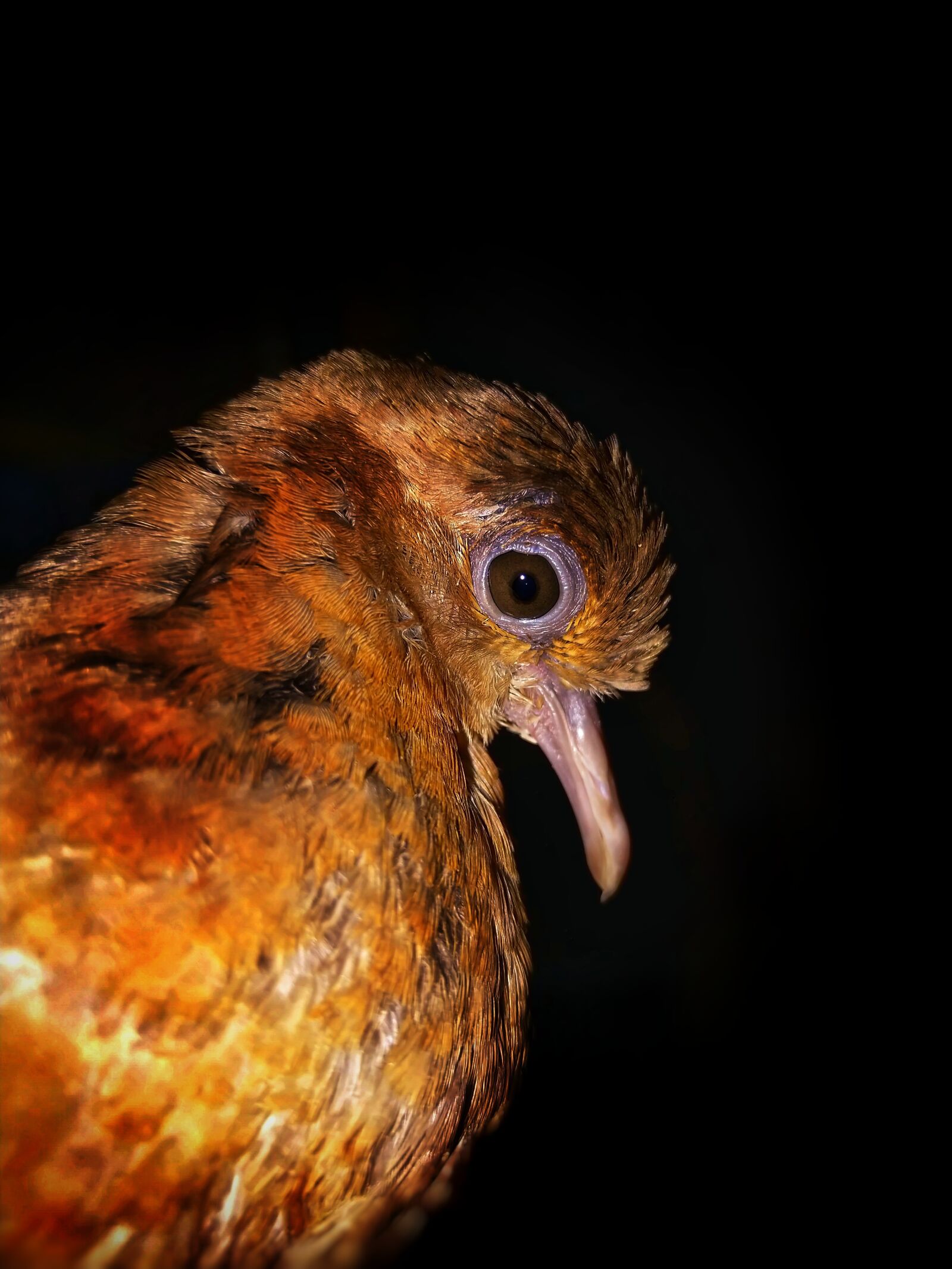 HMD Global Nokia 7 plus sample photo. Dove, bird, pigeon photography