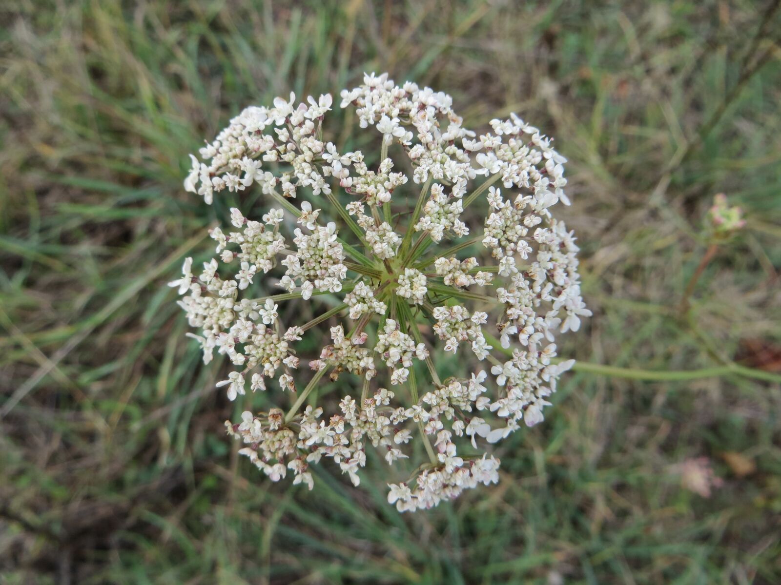Canon PowerShot SX260 HS sample photo. Flower, nature, croatia photography