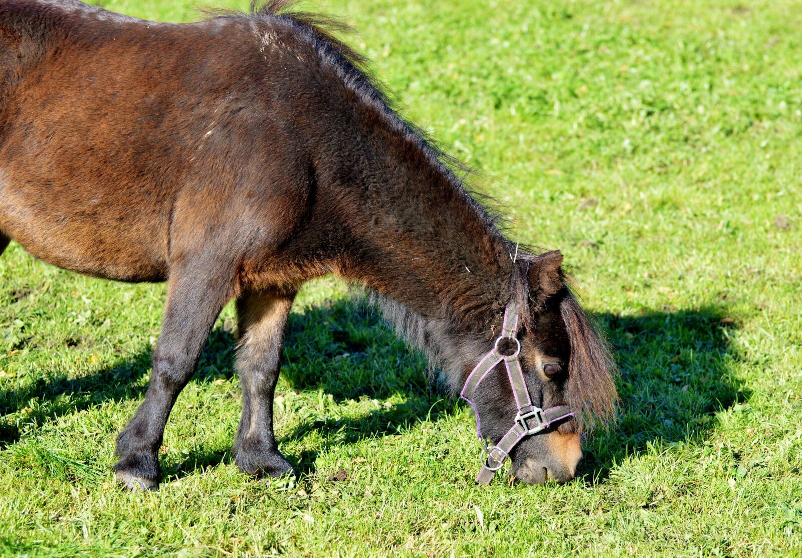Nikon D3200 sample photo. Horse, pony, mane photography