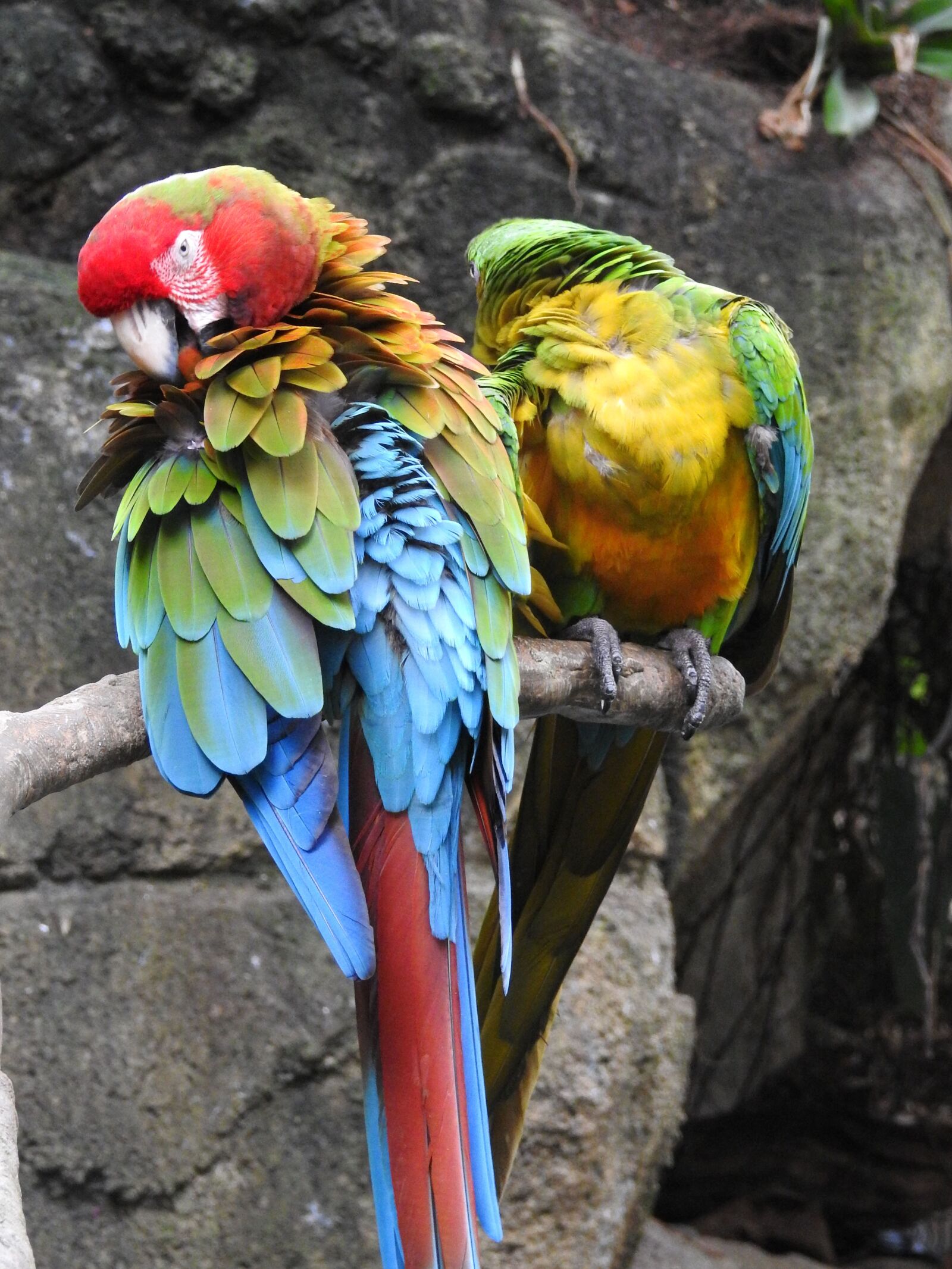 Nikon Coolpix P900 sample photo. Military macaw, bird, animals photography