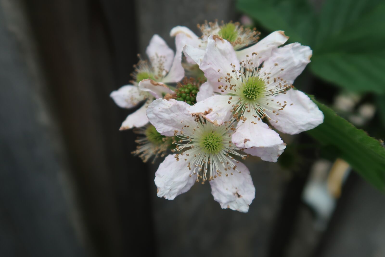 Canon PowerShot G7 X Mark II sample photo. Blossom, flower, white flower photography