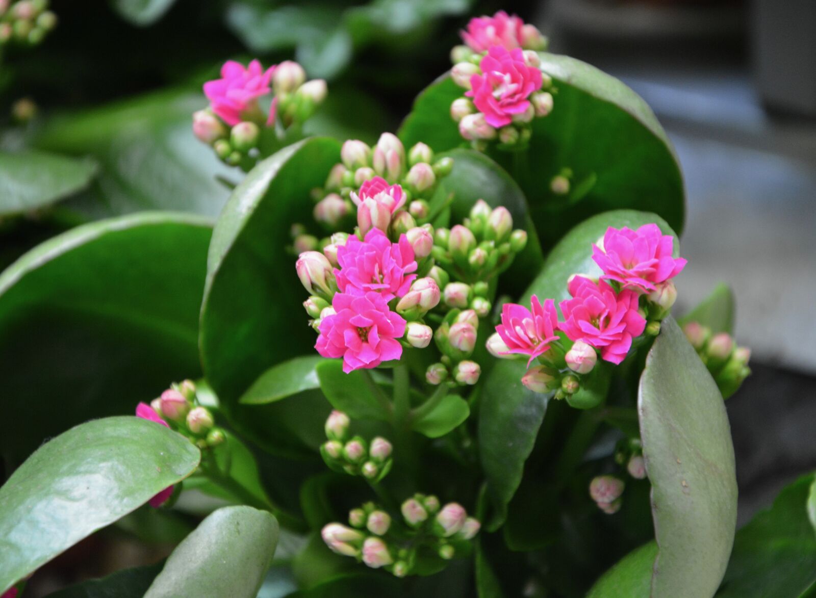 Nikon D5200 sample photo. Flower, pink flowers, succulent photography