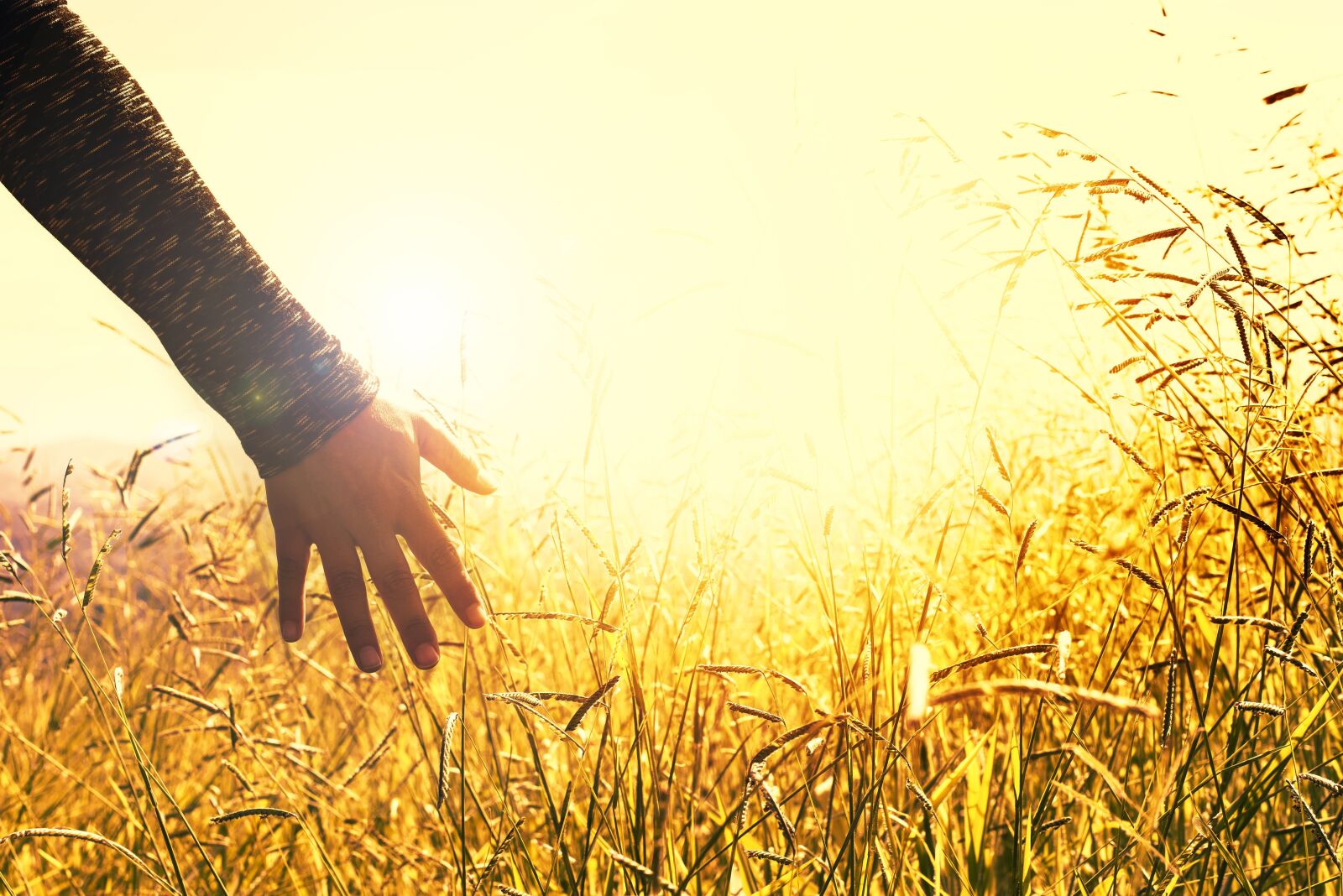 Nikon D610 sample photo. Hands, grasses, sunset photography