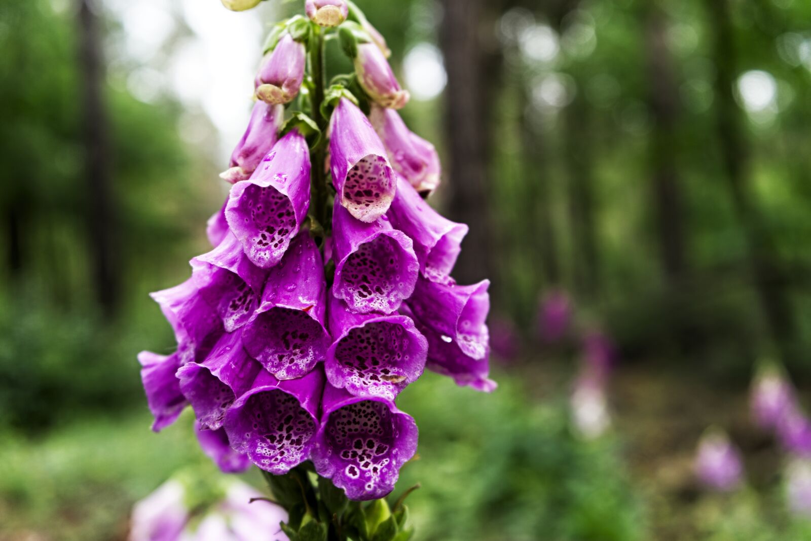 Sony FE 28-70mm F3.5-5.6 OSS sample photo. Thimble, blossom, bloom photography