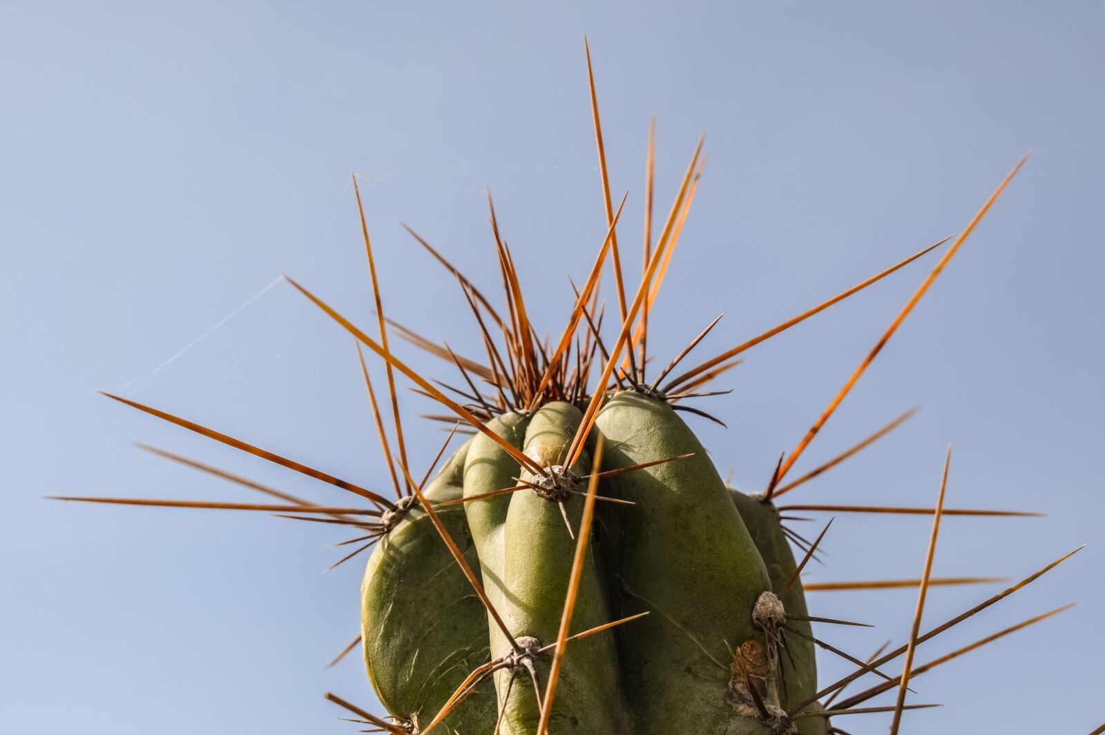 Nikon D3300 sample photo. Cactus, thorns, plant photography