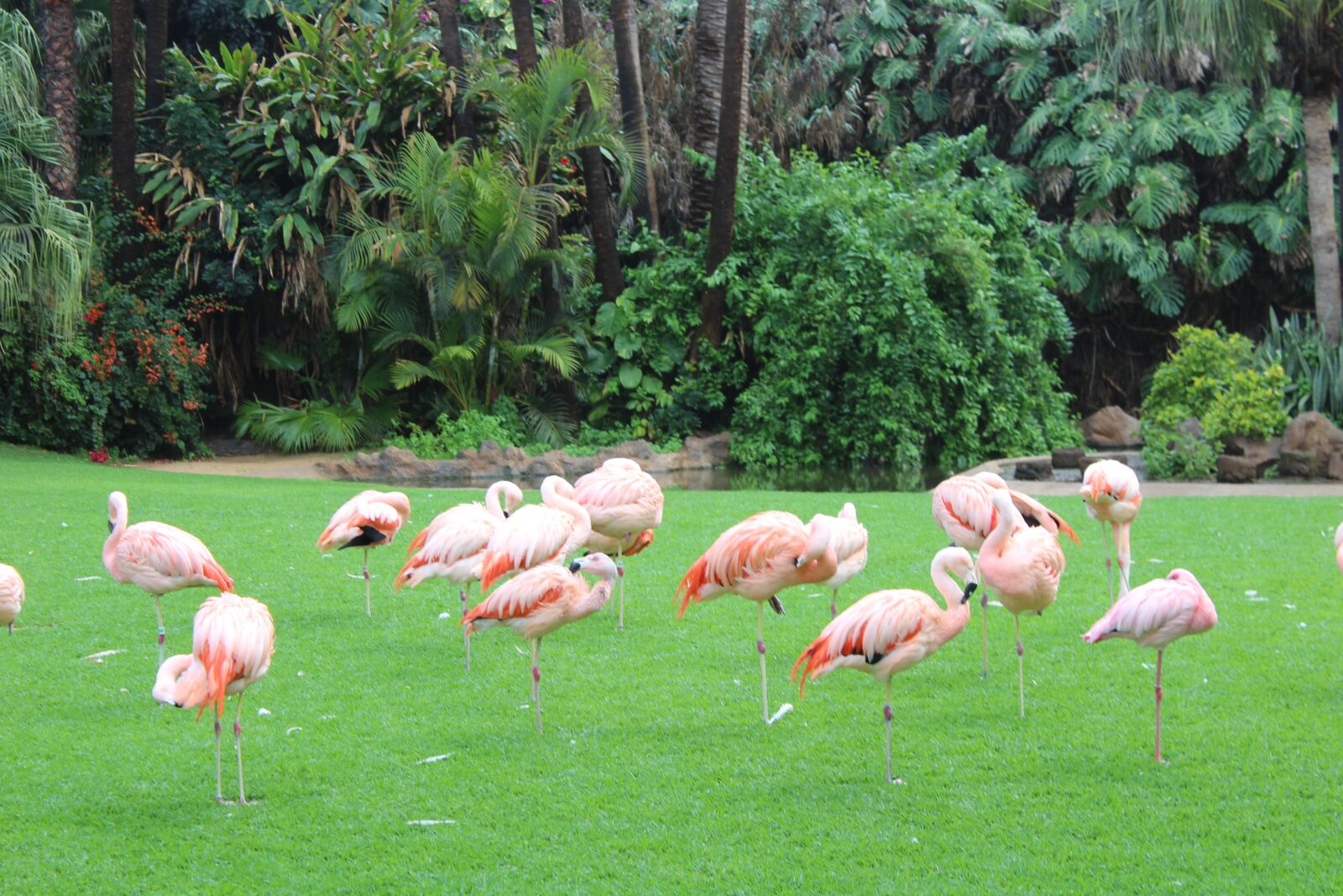 Canon EOS 1200D (EOS Rebel T5 / EOS Kiss X70 / EOS Hi) sample photo. Pink flamingo, animal, pink photography