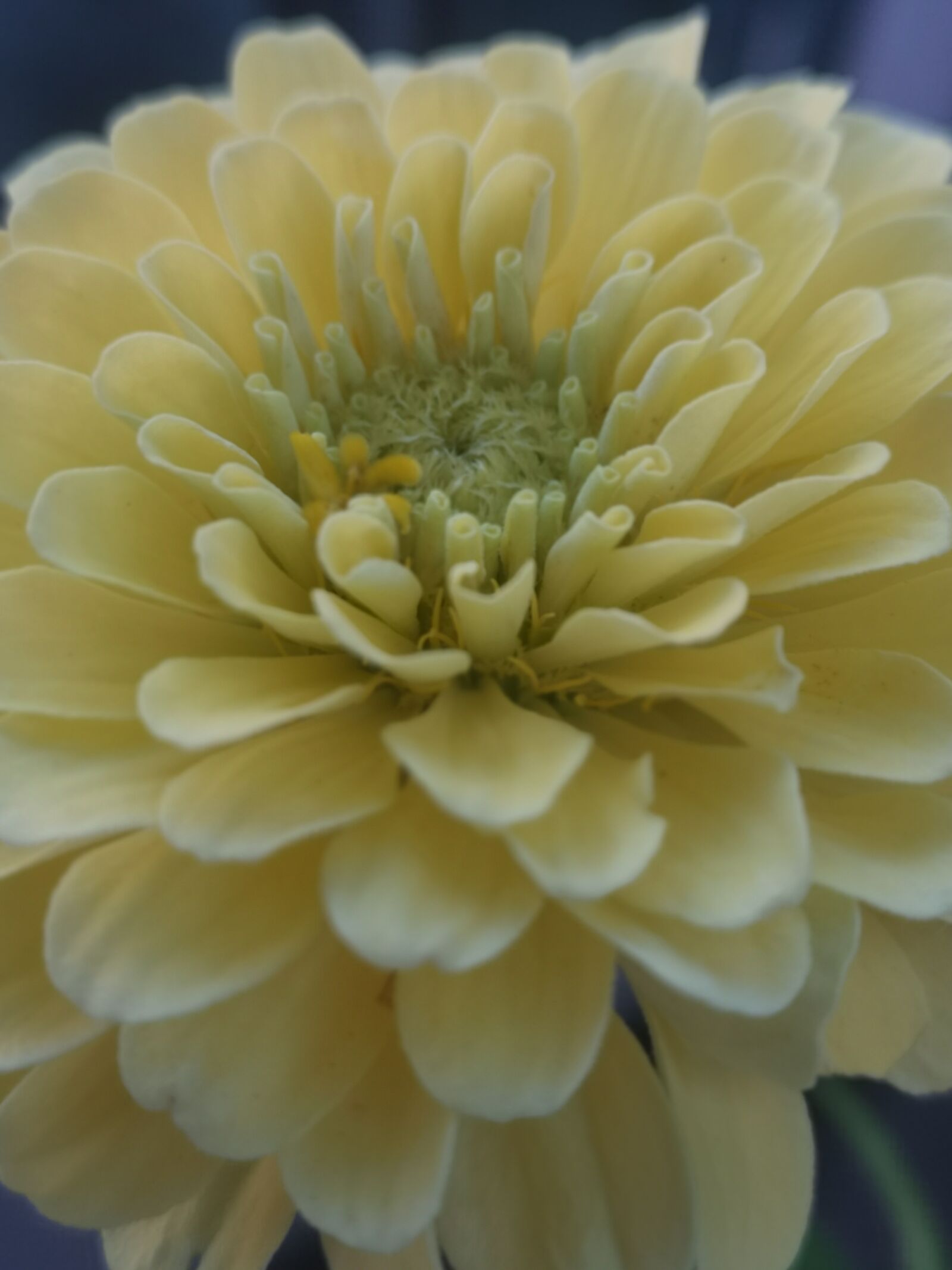 HUAWEI CLT-L09 sample photo. Flower, yellow, zinnia photography