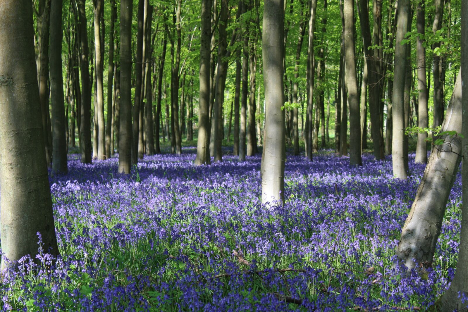 Canon EOS 1200D (EOS Rebel T5 / EOS Kiss X70 / EOS Hi) sample photo. Bluebells, woods, woodland photography