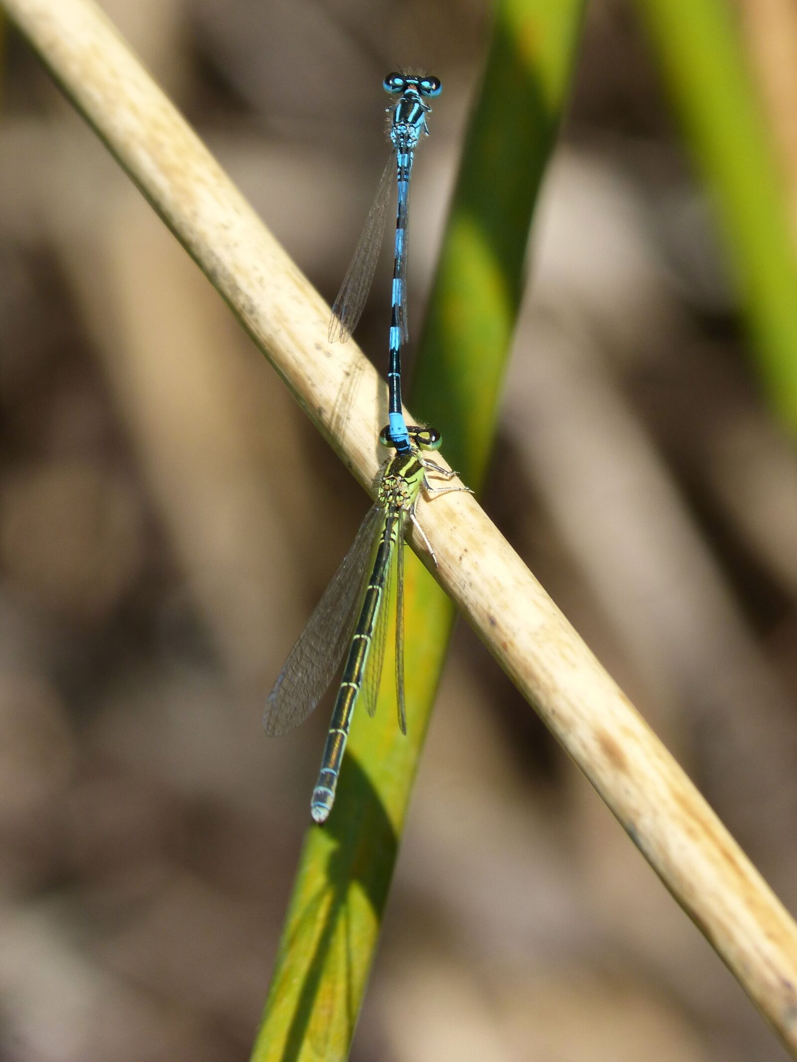 Panasonic DMC-FZ62 sample photo. Dragonflies, insect breeding, copulation photography