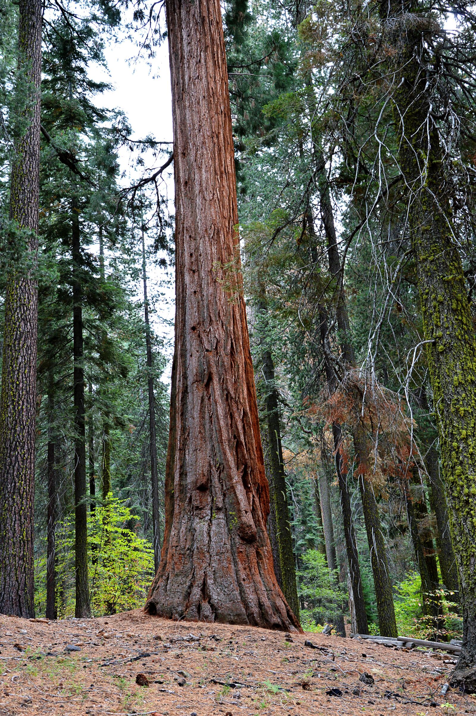 Nikon D3200 sample photo. Sequoia, usa, yosemite park photography