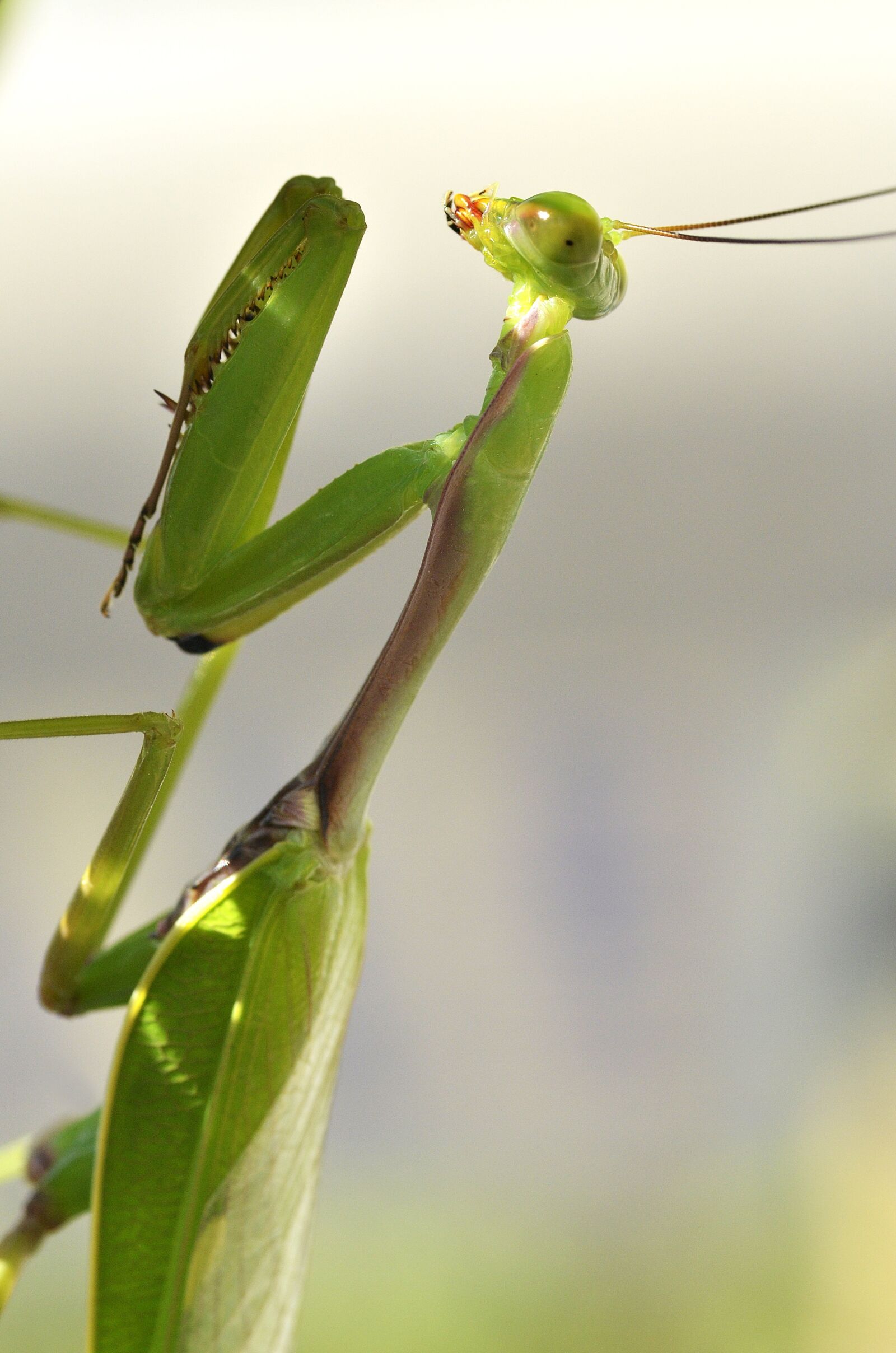 Nikon D7000 sample photo. Prying mantis, insect, nature photography