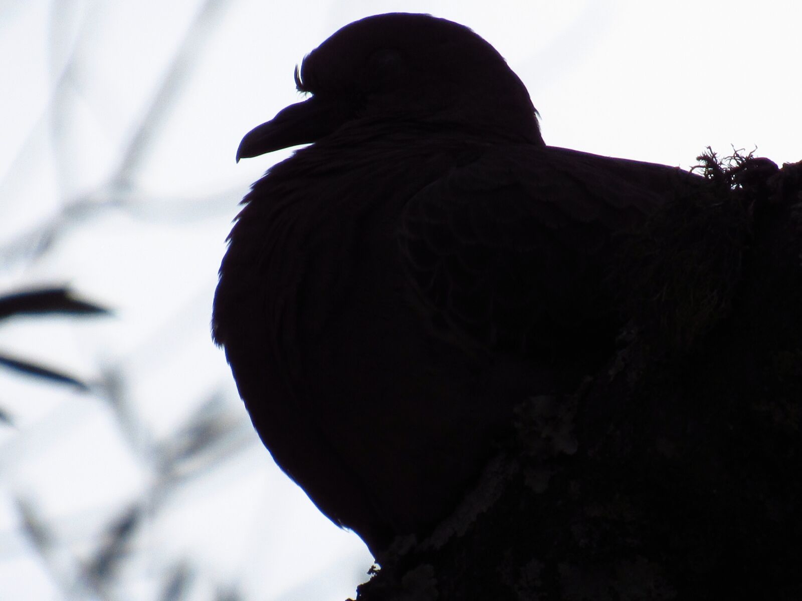 Canon PowerShot SX530 HS sample photo. Pigeon, shadows, contrast photography