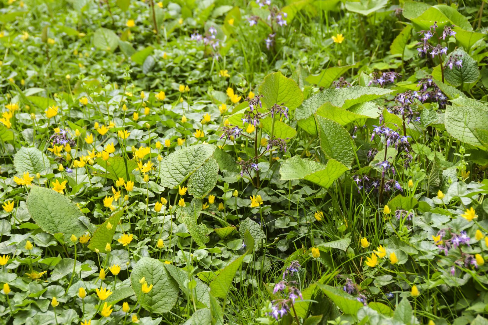 Nikon D5300 sample photo. Field, meadow, flowers photography
