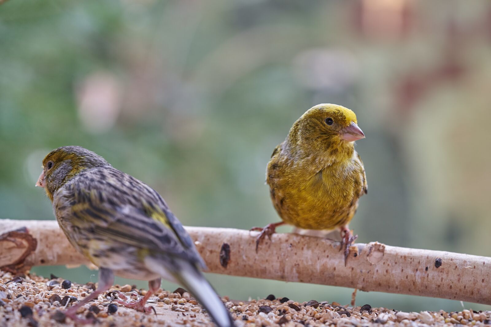 Sony FE 90mm F2.8 Macro G OSS sample photo. Bird, eat, treehouse photography