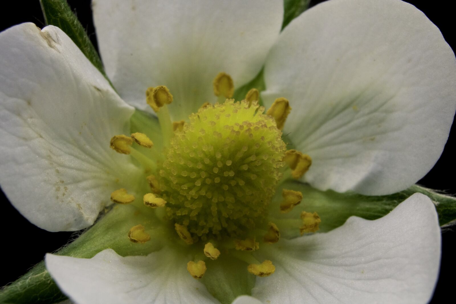 Canon EOS 750D (EOS Rebel T6i / EOS Kiss X8i) sample photo. Flower, petal, stem photography