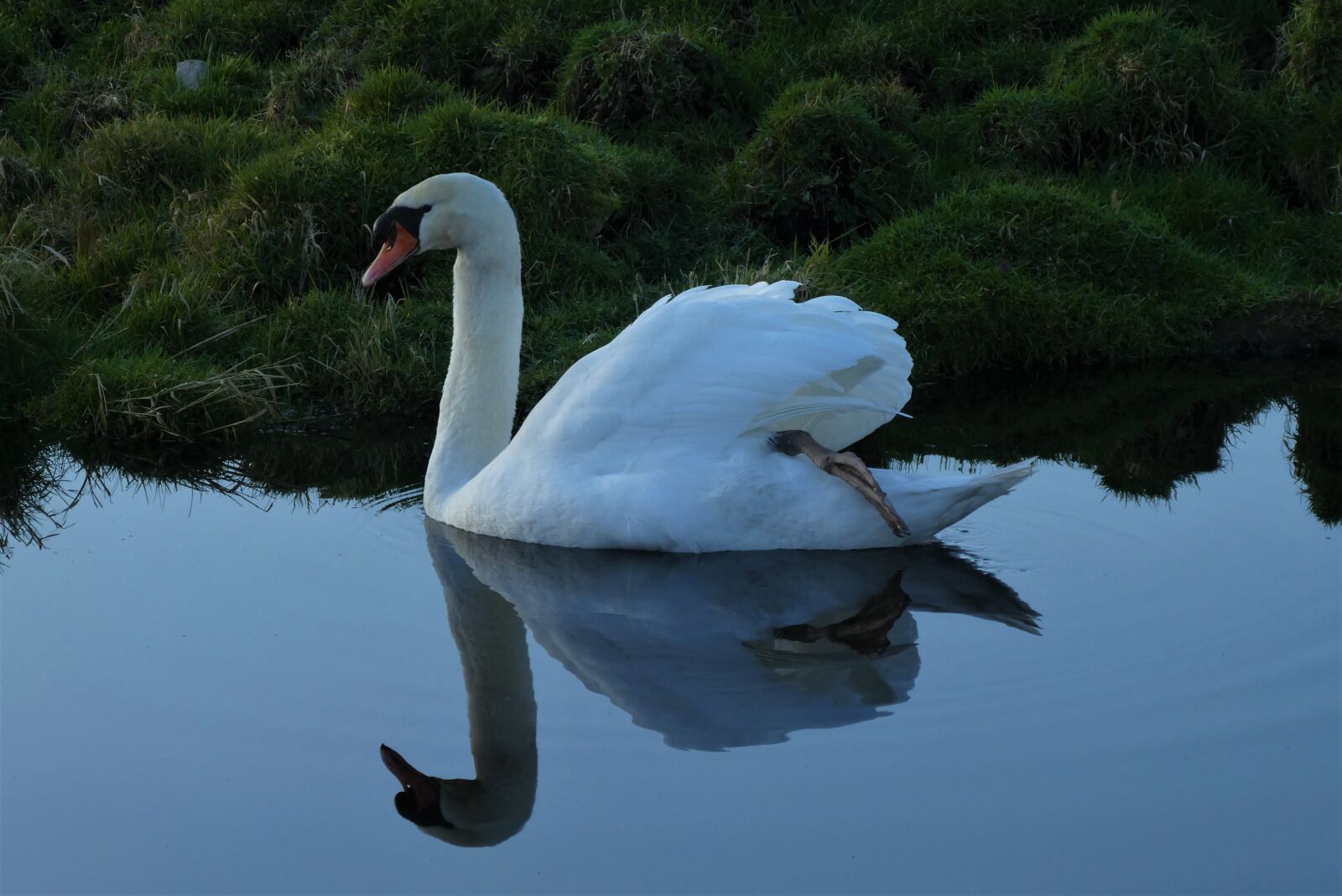 Panasonic Lumix DC-ZS70 (Lumix DC-TZ90) sample photo. Swan, feathers, waterfowl photography