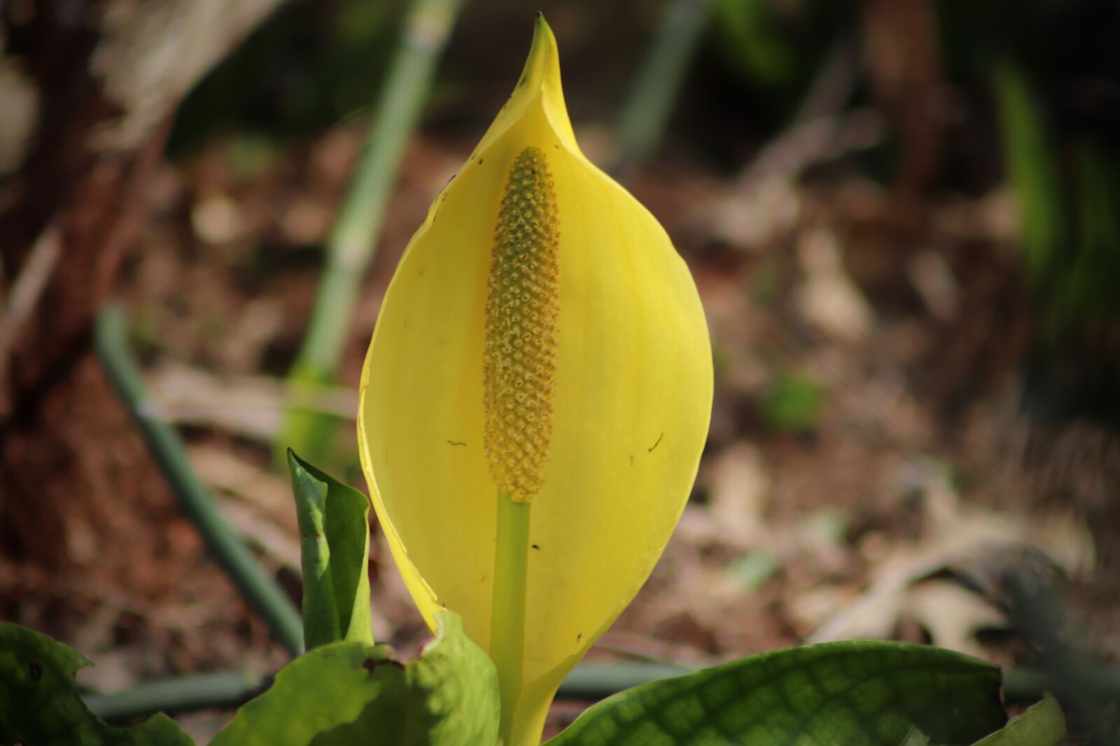 Canon EOS 800D (EOS Rebel T7i / EOS Kiss X9i) sample photo. Scheinkalla, american skunk cabbage photography