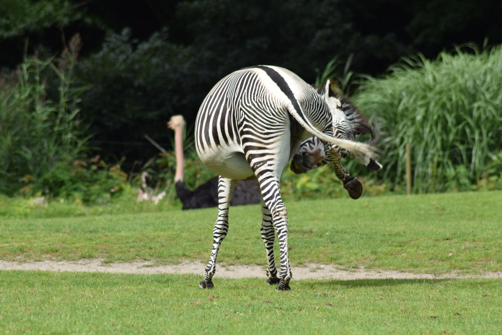 Nikon D5300 sample photo. Animal recording, safari, zebra photography