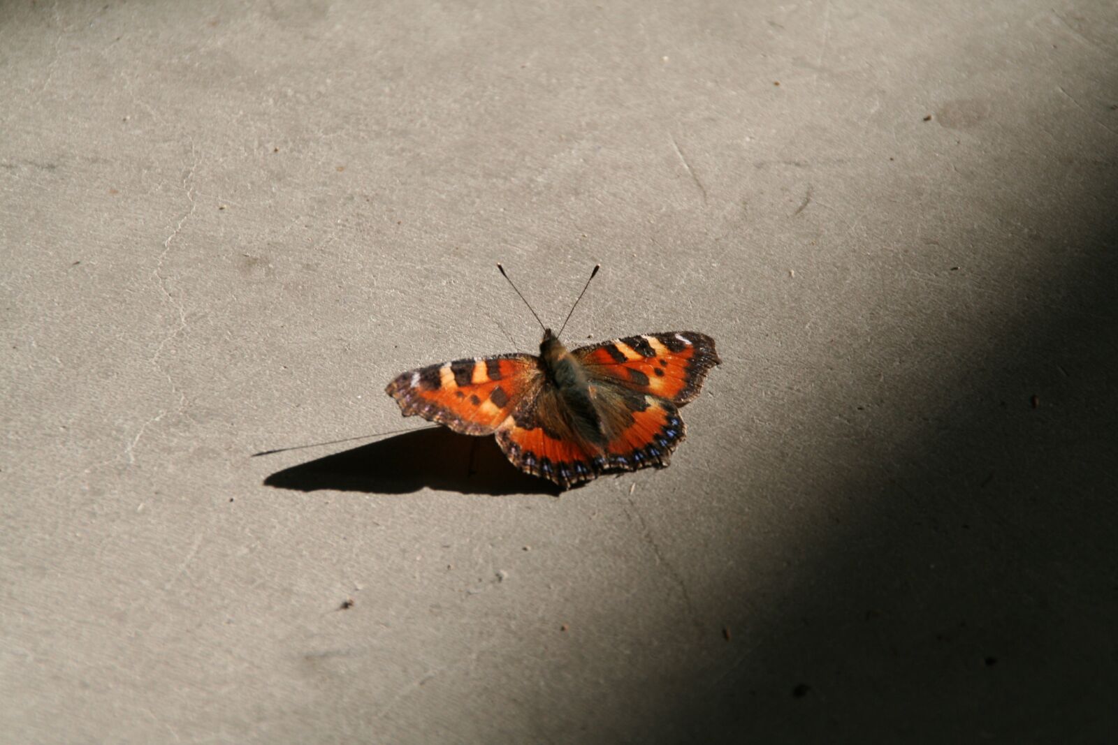 Canon EOS 350D (EOS Digital Rebel XT / EOS Kiss Digital N) sample photo. Butterfly, peacock, insect photography