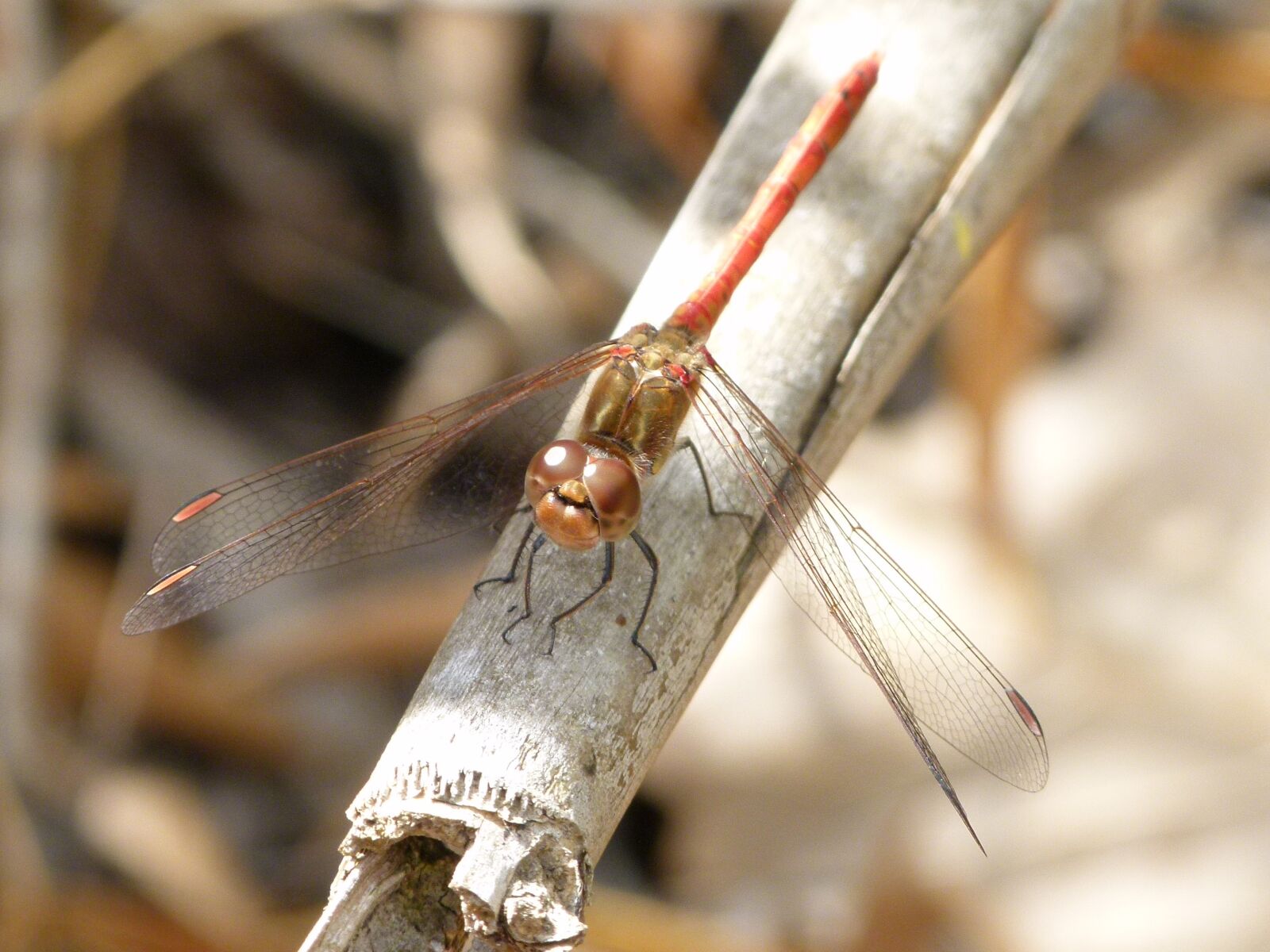 Leica V-Lux 2 sample photo. Dragonfly, dragonfly red, american photography