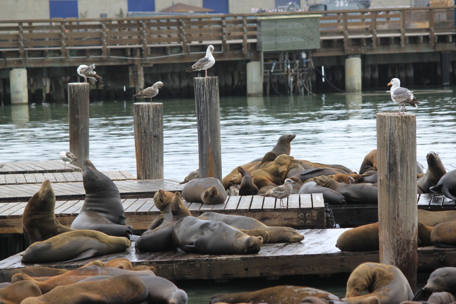 Canon EOS 500D (EOS Rebel T1i / EOS Kiss X3) sample photo. Sea lions, bay, san photography