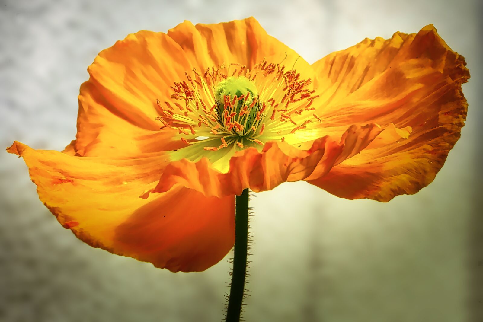 Panasonic Lumix DMC-GX8 sample photo. Flower, nature, plant photography