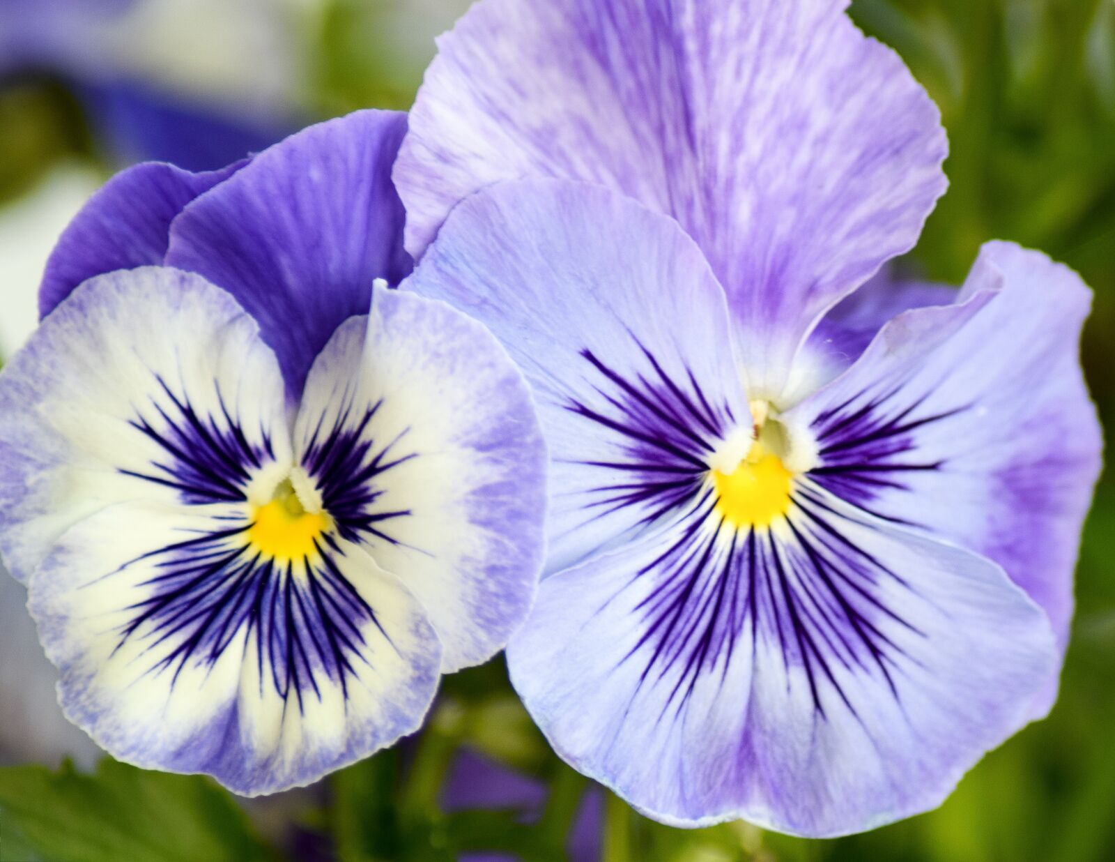 Nikon D5300 sample photo. Pansy, flower, purple flower photography