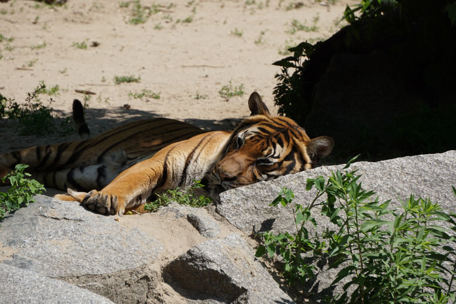 Sony E 55-210mm F4.5-6.3 OSS sample photo. Sumatran tiger, tiger, predator photography