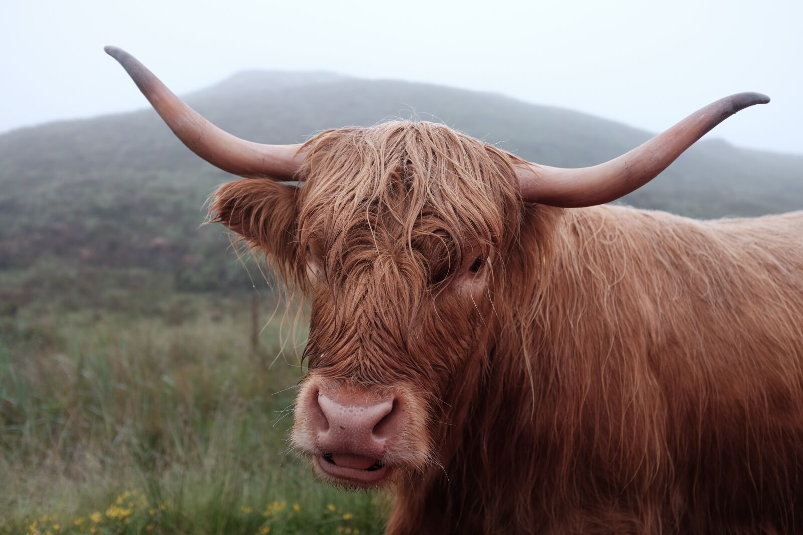 Fujifilm X100T sample photo. Agriculture, animal, bull photography