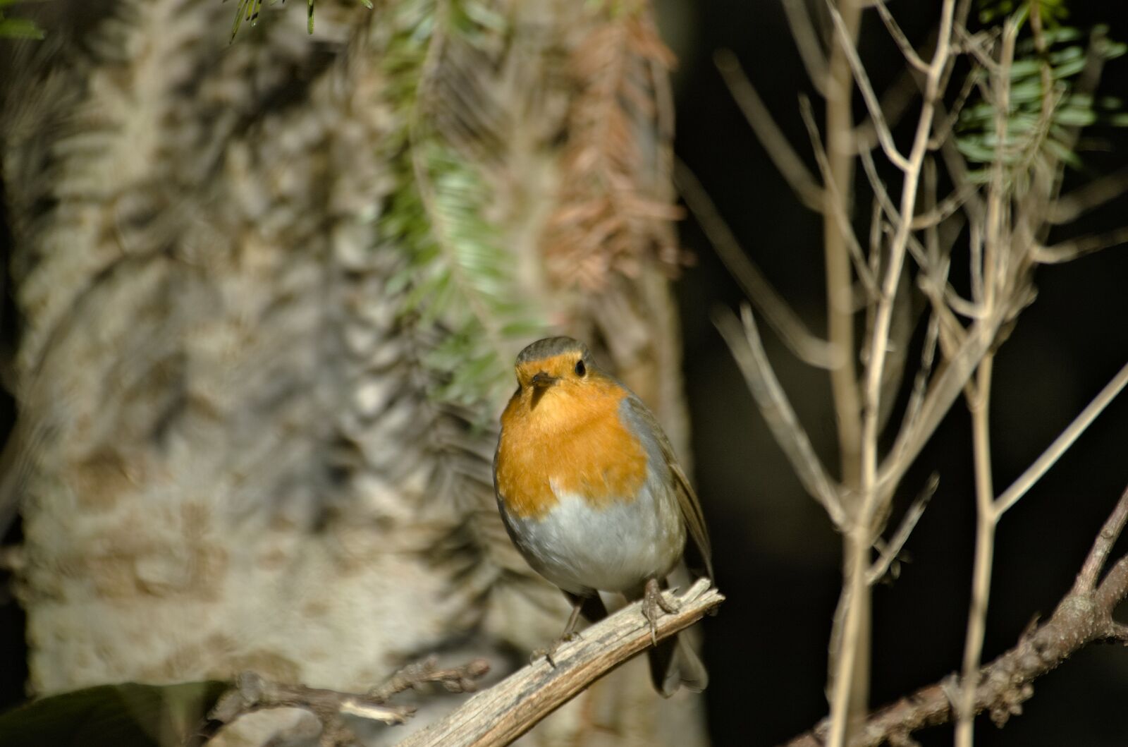 Nikon D70 sample photo. Robin, bird, songbird photography