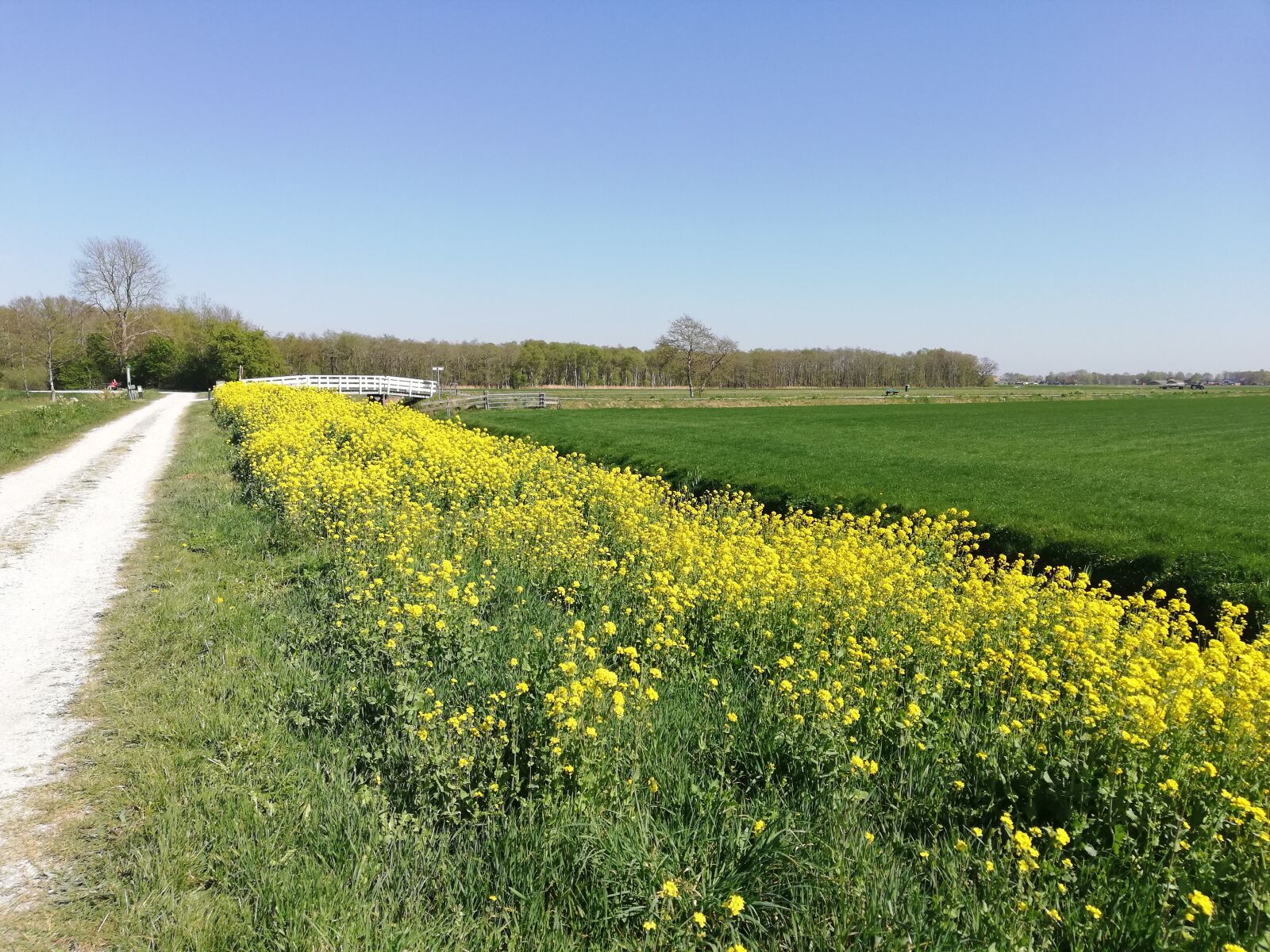 HUAWEI P20 lite sample photo. Spring, rapeseed, landscape photography