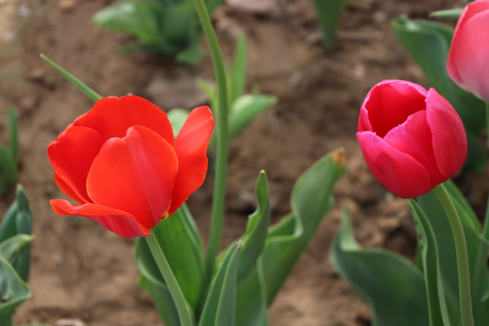 Canon EF-S 18-135mm F3.5-5.6 IS USM sample photo. Nature, flower, plant photography